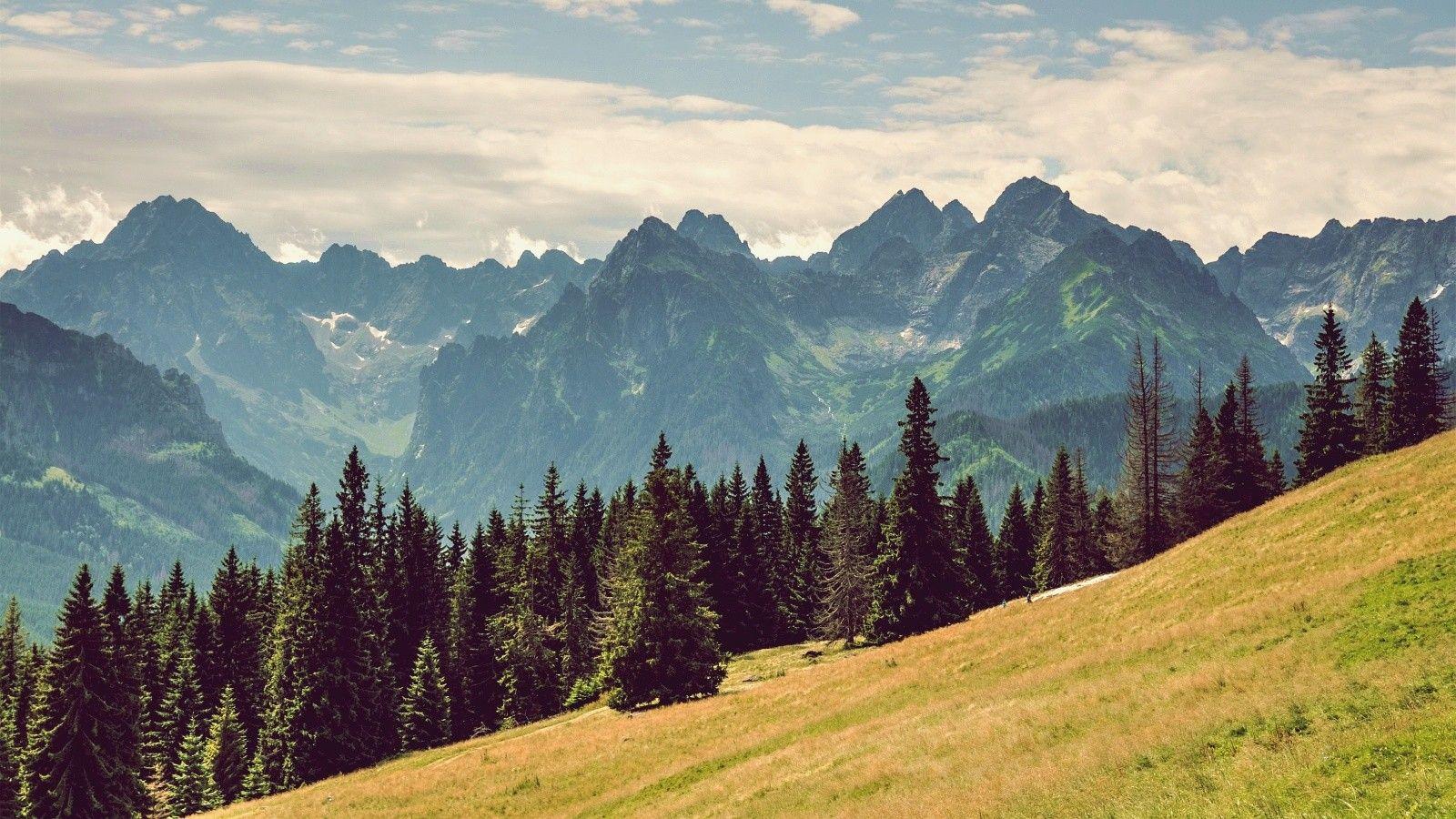 mountains, clouds, landscapes, nature, trees, pine trees wallpaper
