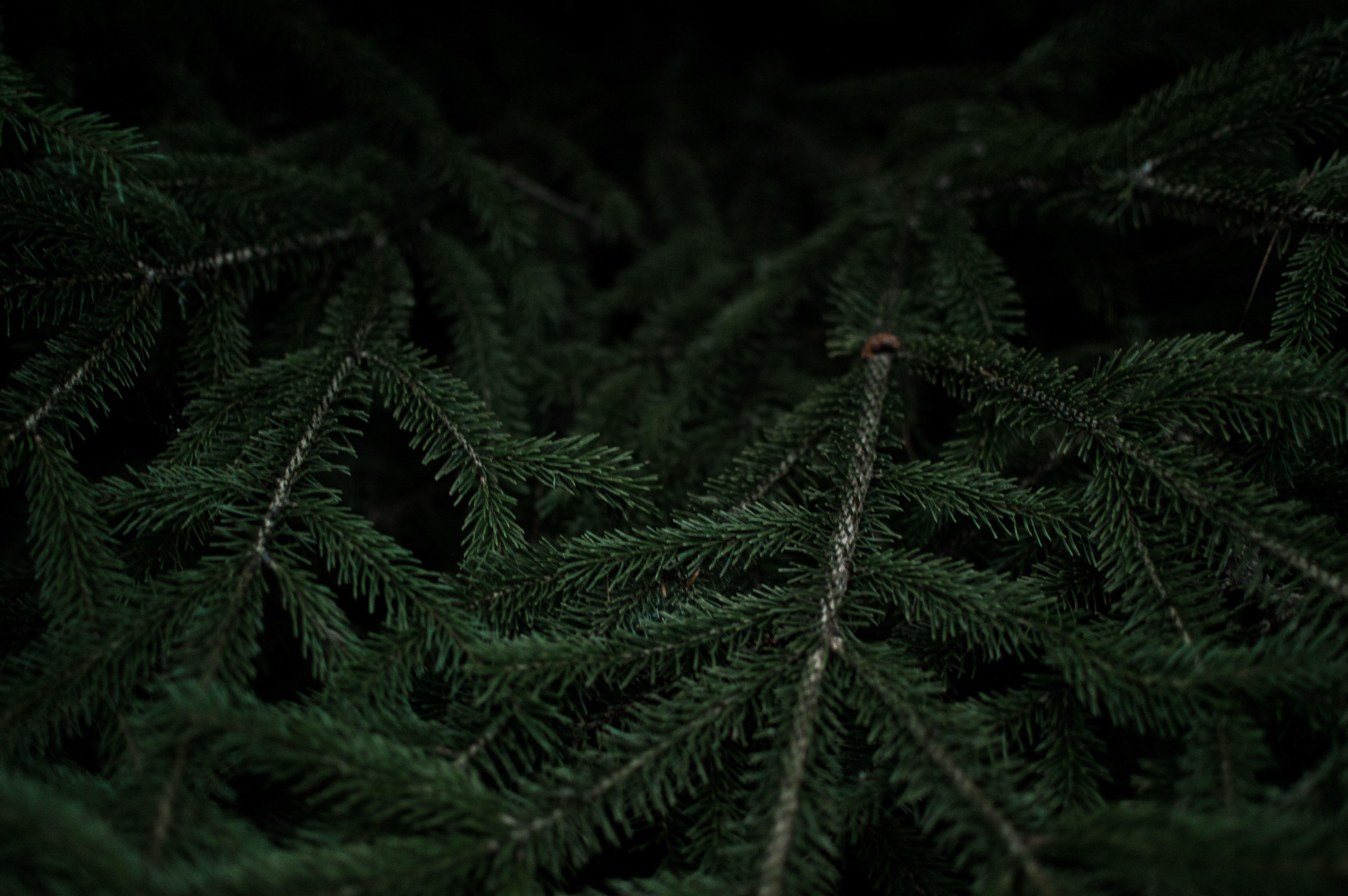 green pine tree free image