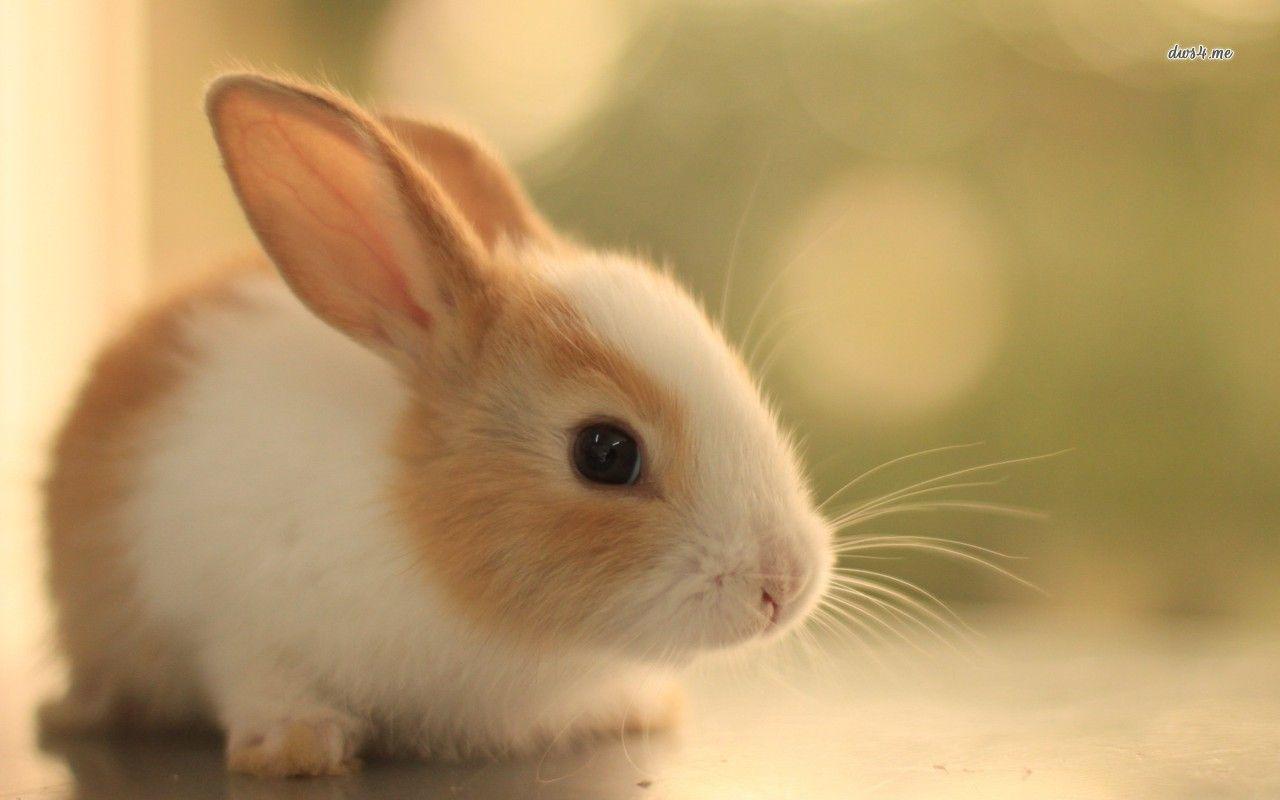 Free Cute Bunny Wallpaper Picture