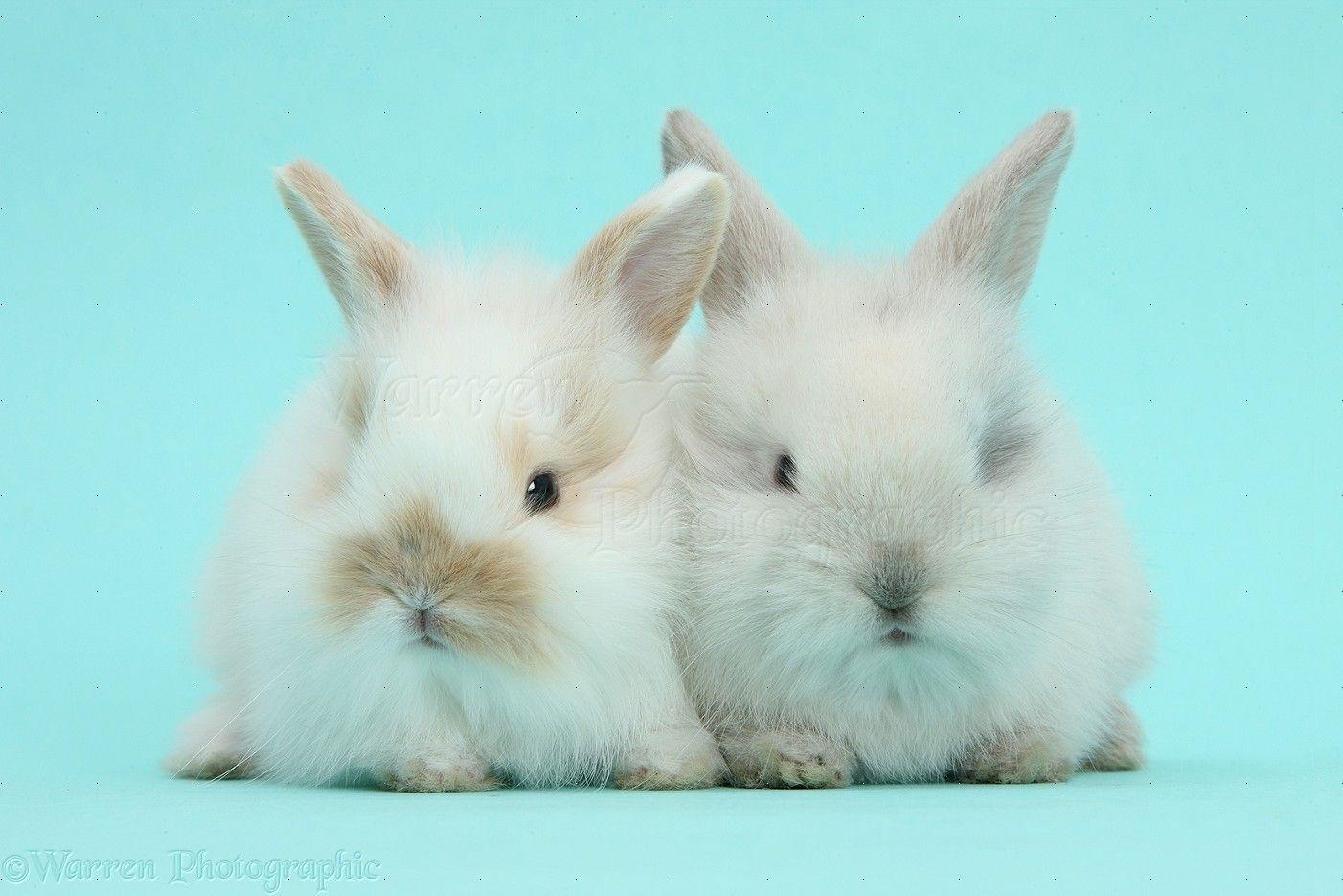 Cute baby bunnies on blue background photo WP40458
