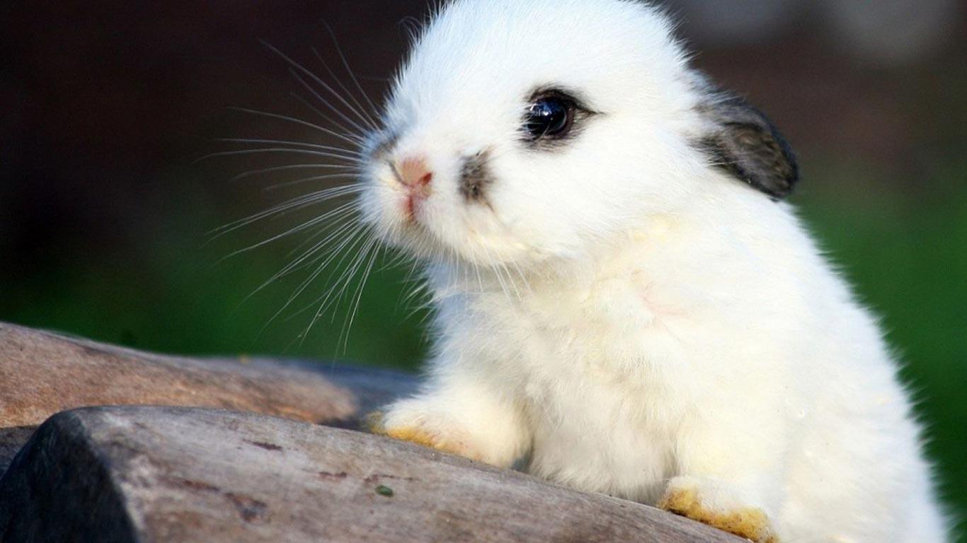 Free Cute Bunny Wallpaper