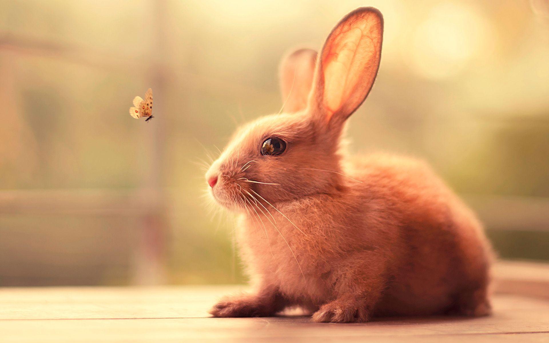 Cute Bunny Wallpaper Wallpaper