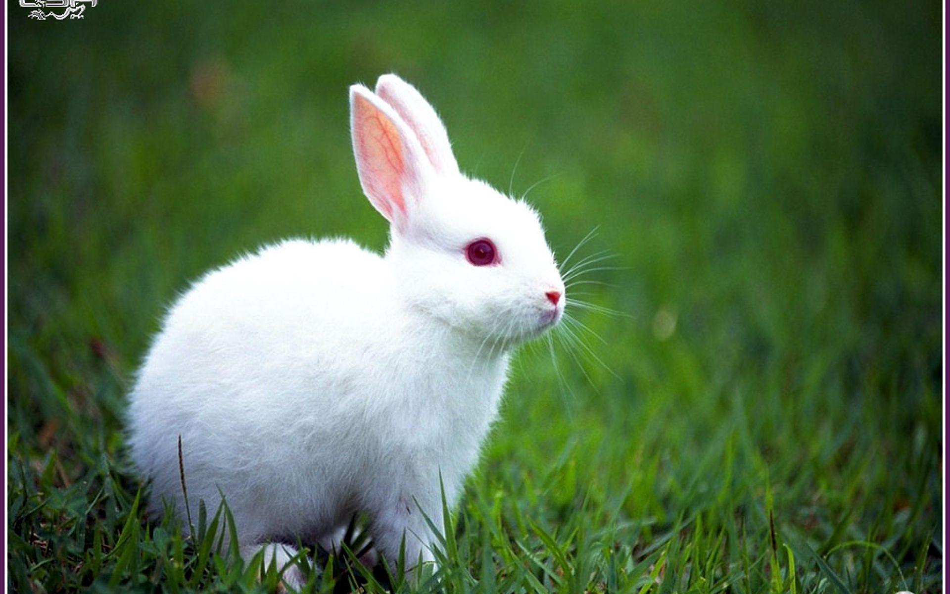 Cute Rabbit With Green Background /cute