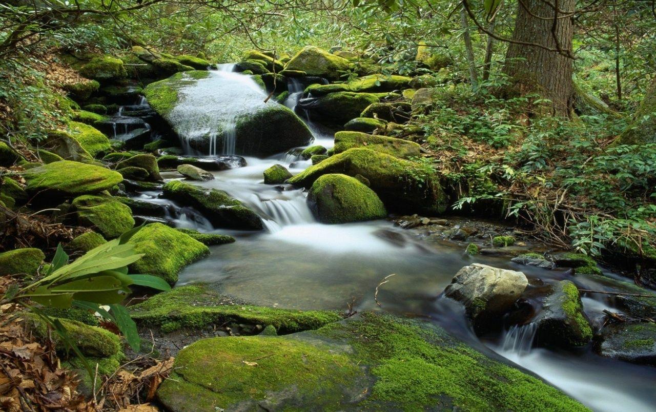 Stones Moss Waterfall Forest wallpaper. Stones Moss Waterfall