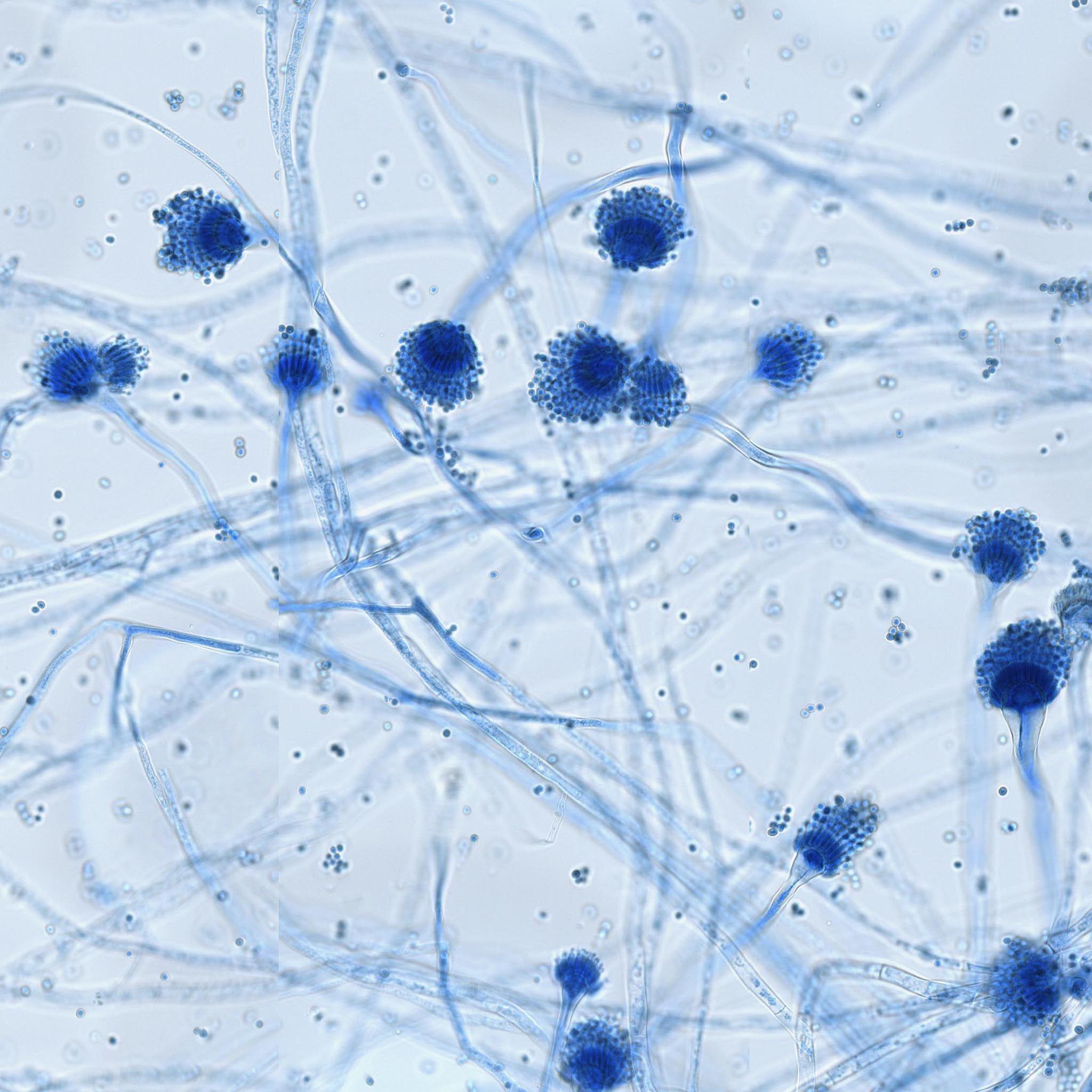 Wallpaper, School of Pathology and Laboratory Medicine