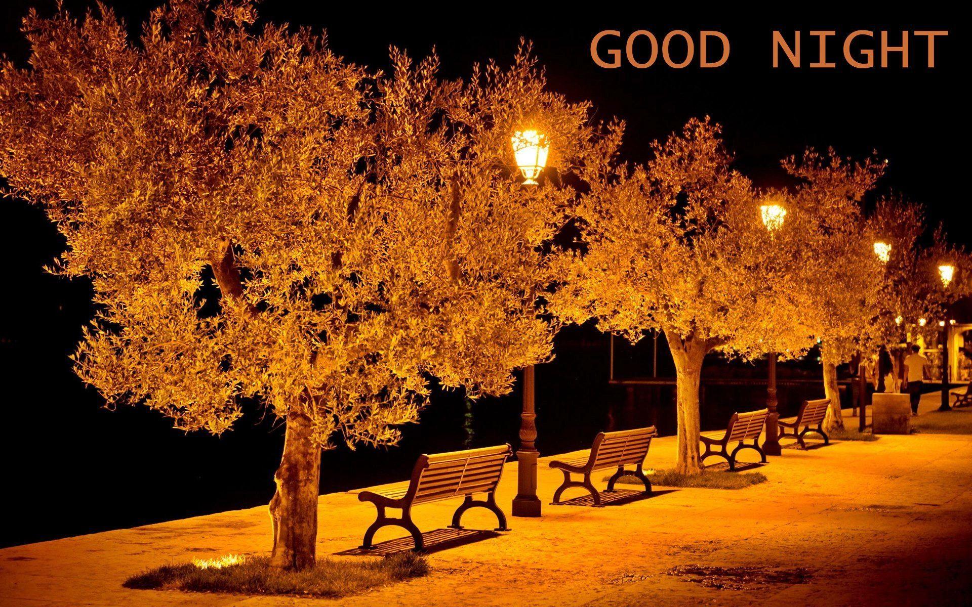 Romantic Good Night Tree Garden HD Wallpaper