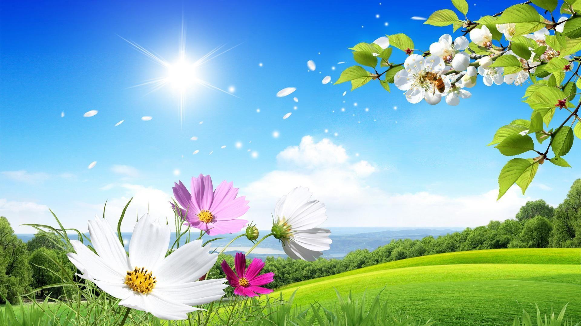Fleurs et ciel. Beautiful summer wallpaper, Scenery wallpaper, Spring wallpaper