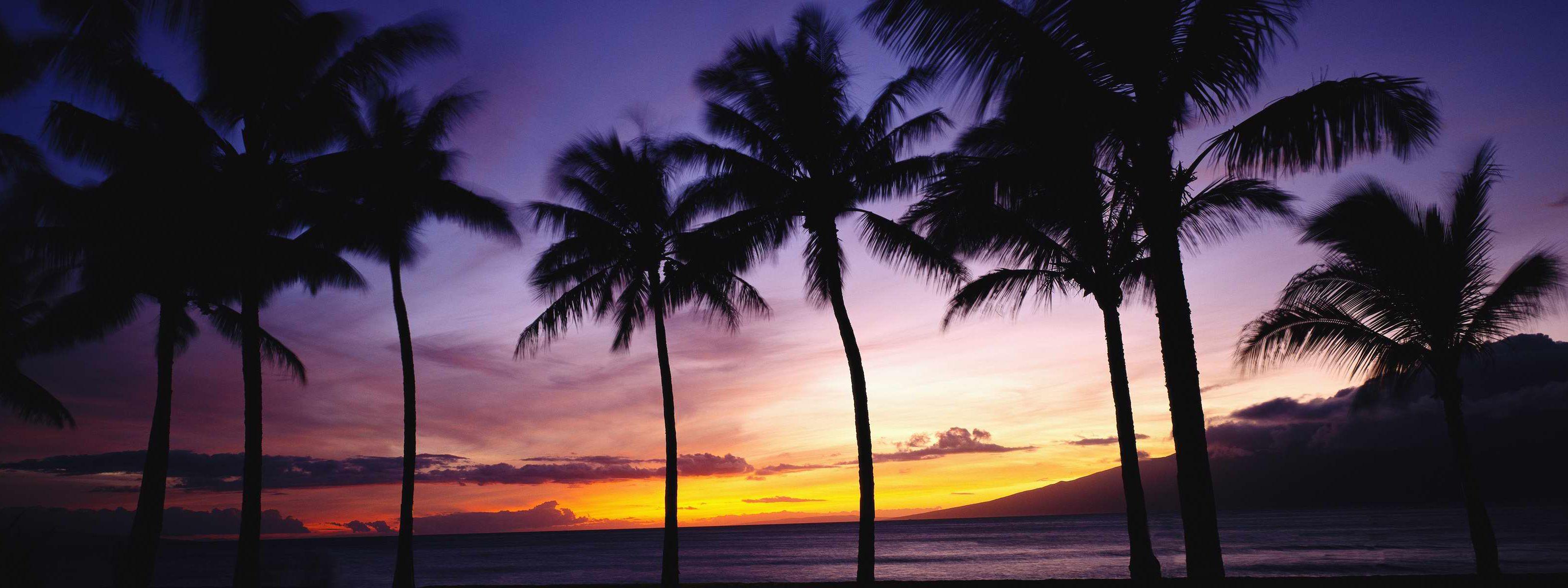 Palms and Sunset. Free Desktop Wallpaper for Widescreen, HD and Mobile