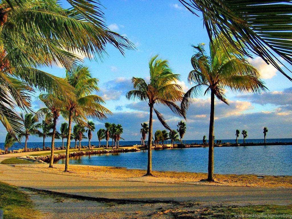 Palm Trees On The Coast Of Miami Wallpaper And Image. Desktop