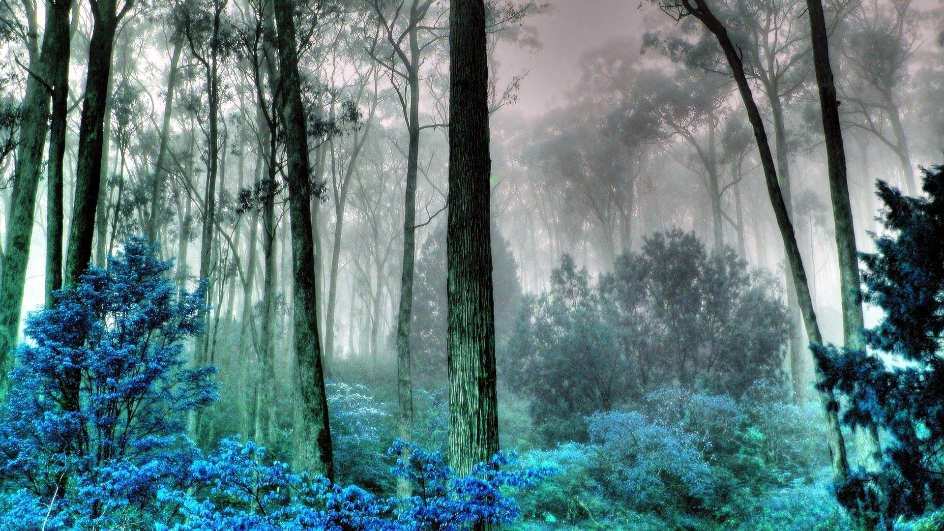 Forests: Light Fog Trippy Morning Nature Bushes Plants Animals Blue