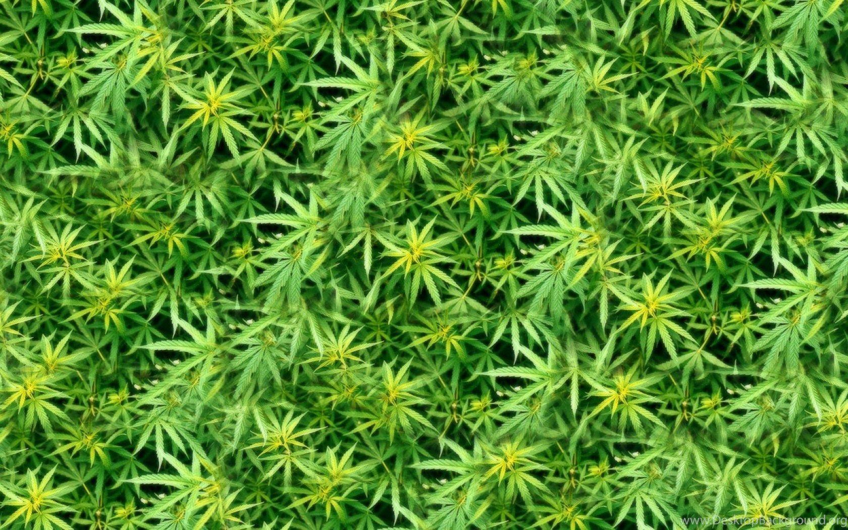 Marijuana Weed 420 Ganja Y Free Desktop Background And Wallpaper