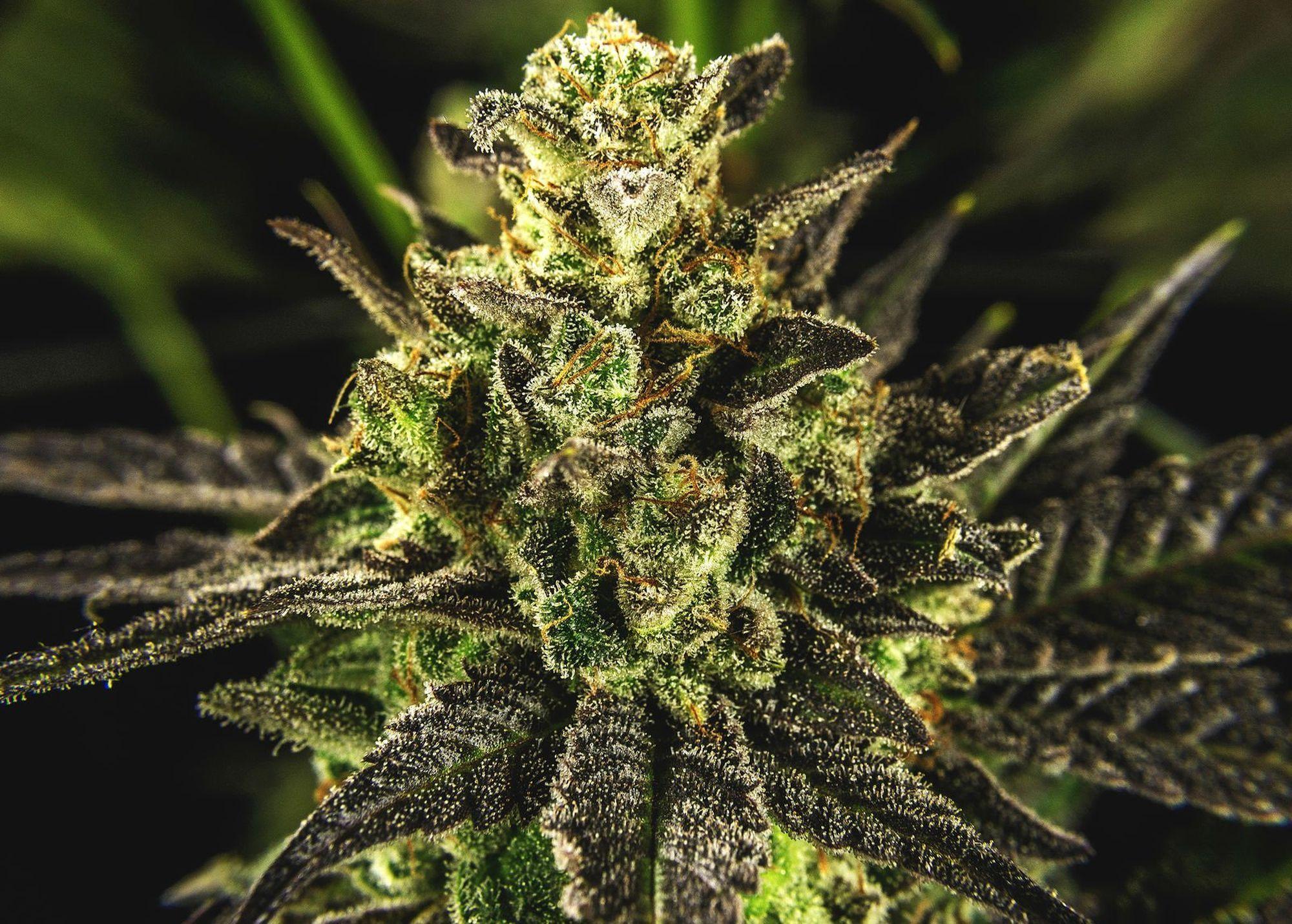 Cool Marijuana Weed 420 Background Image