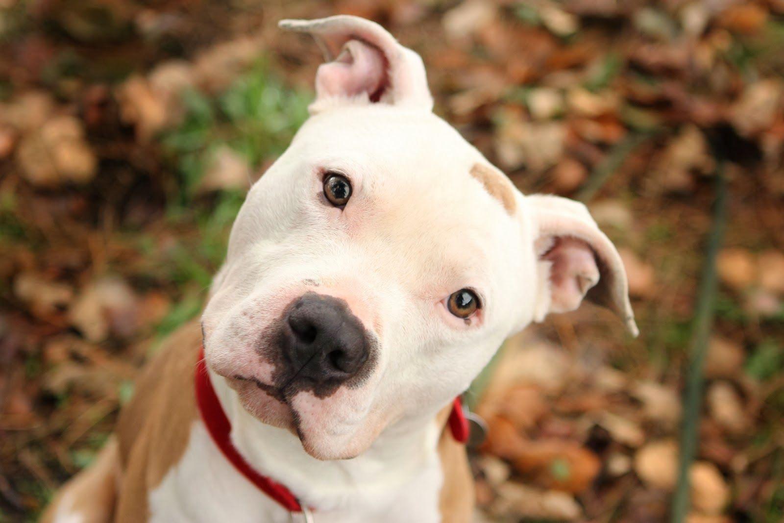 Cute Pitbull Dog HD Wallpaper, Background Image