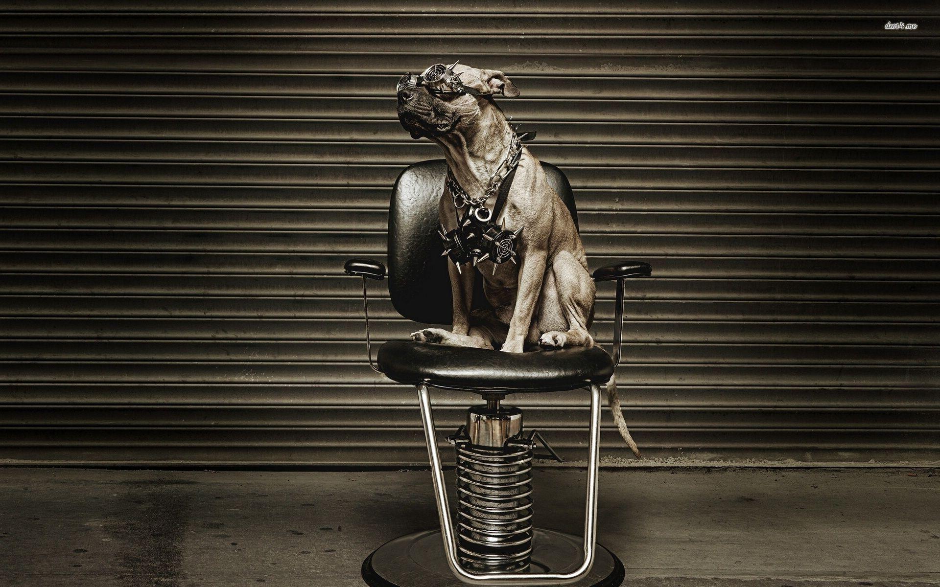 Pitbull Dog Wallpaper. (66++ Wallpaper)