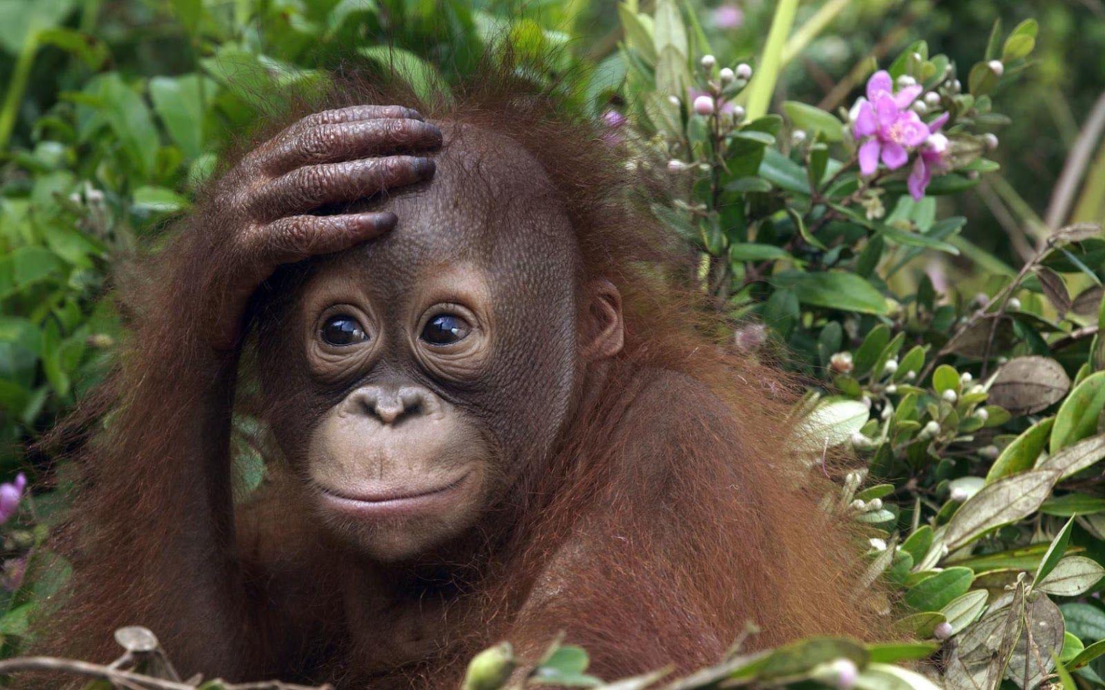 orangutan picture. HD animal wallpaper of a orangutan baby. HD