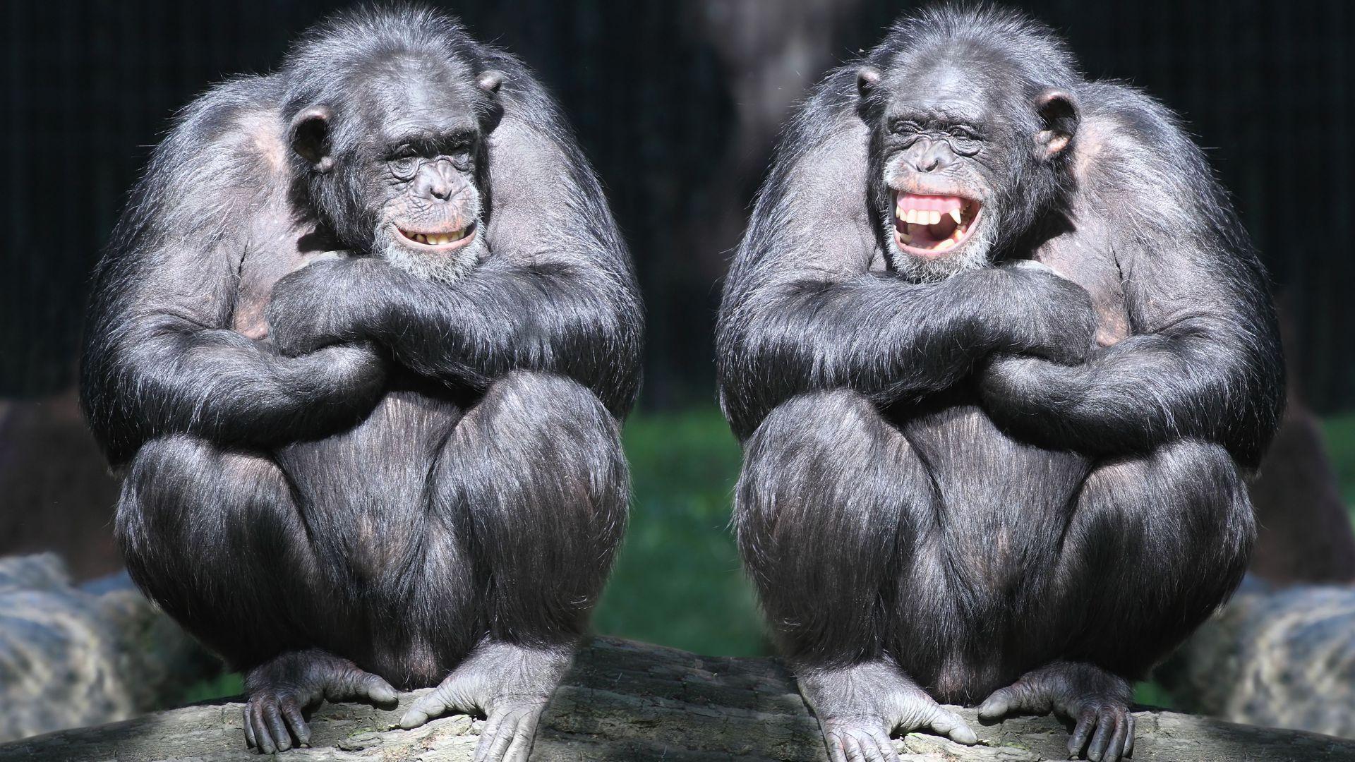 chimpanzee, couple, cute animals, monkey, funny. Chimpanzee