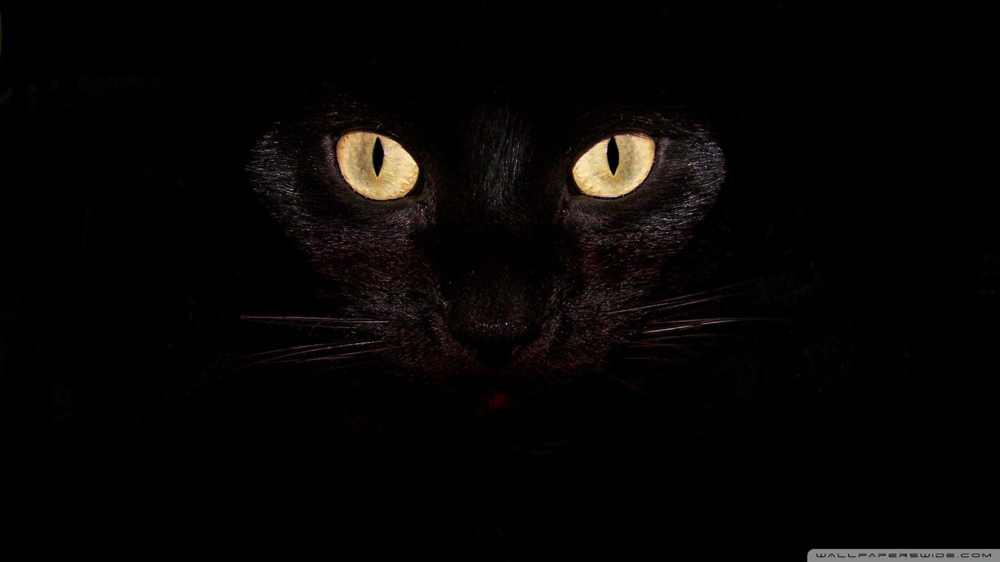 Black Cat Eyes ❤ 4K HD Desktop Wallpaper for 4K Ultra HD TV