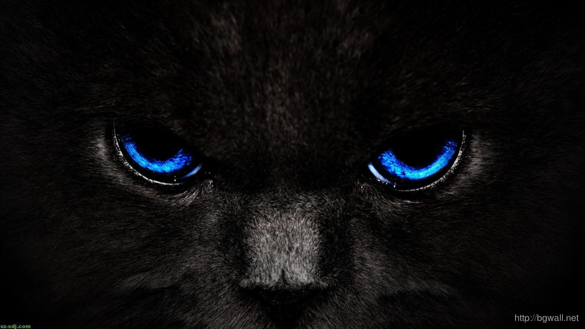 Blue Eyes Cat Wallpaper High Definition