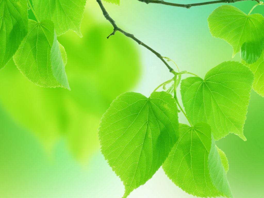 Green leaves wide HD 4k wallpaper