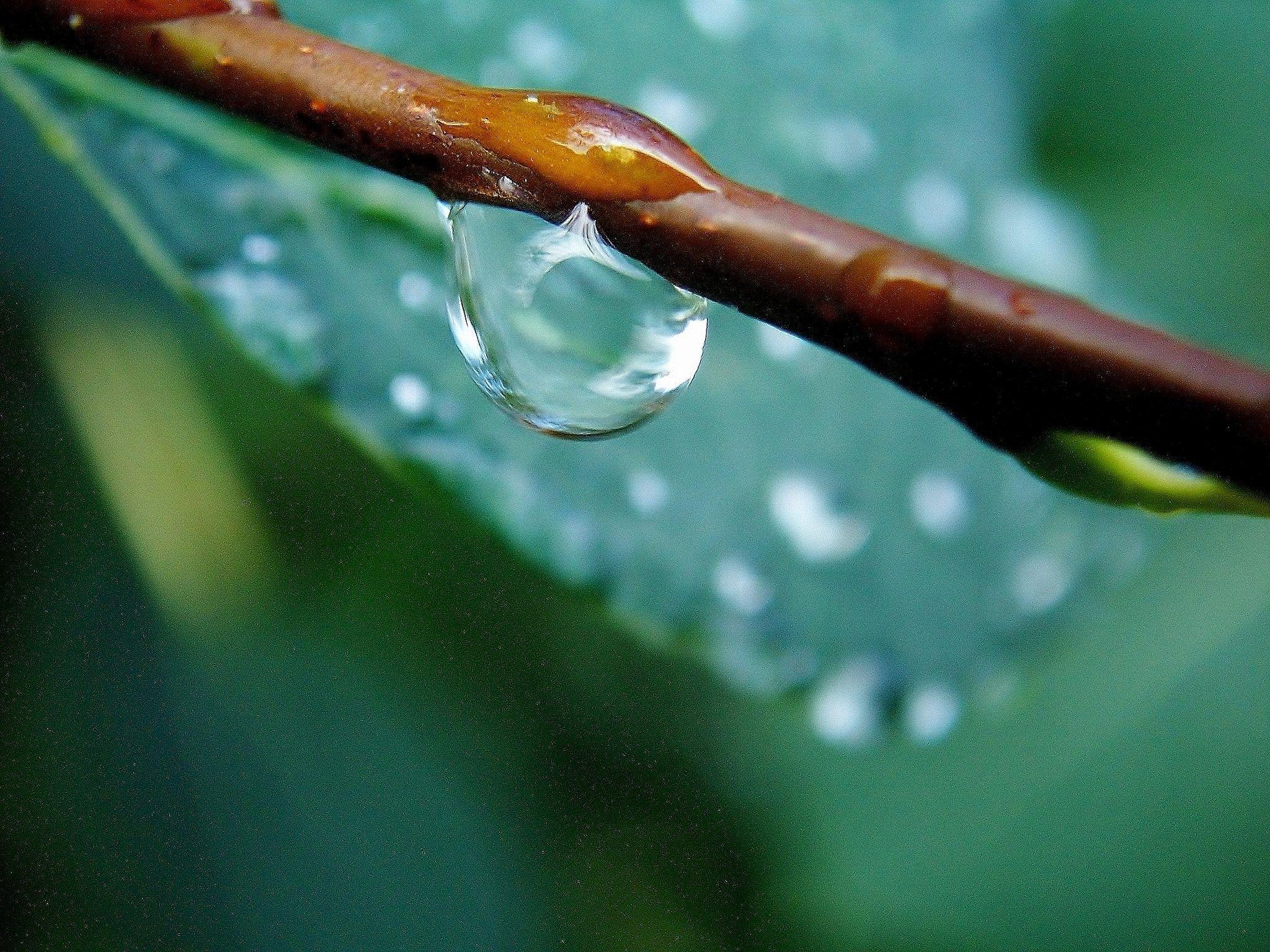 Drops: Macro Flowers Zoom Nature Water Drop Canvas Rain Drops