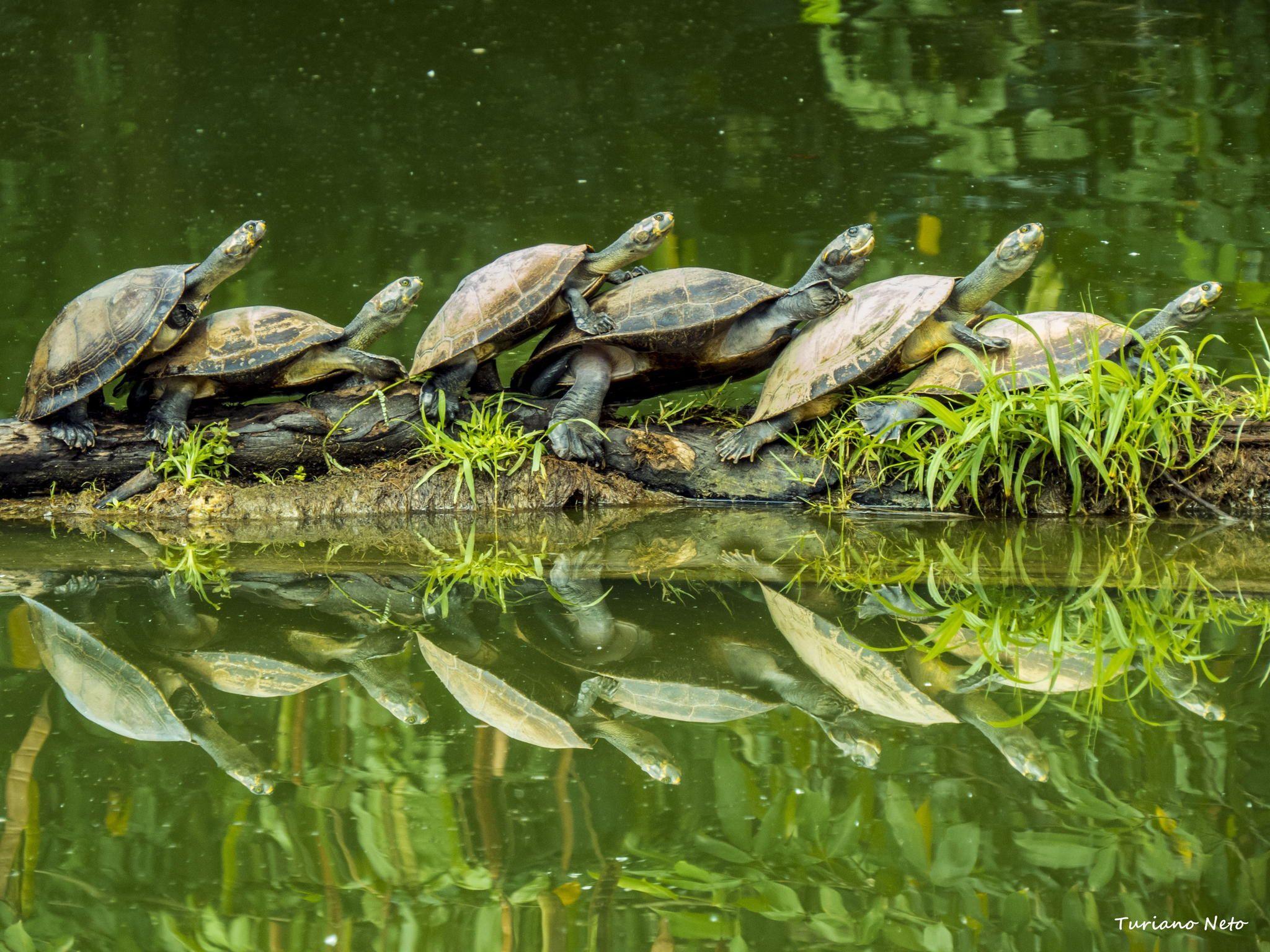 Mangal das Garças em Detalhes by Turiano Neto on 500px. breto e