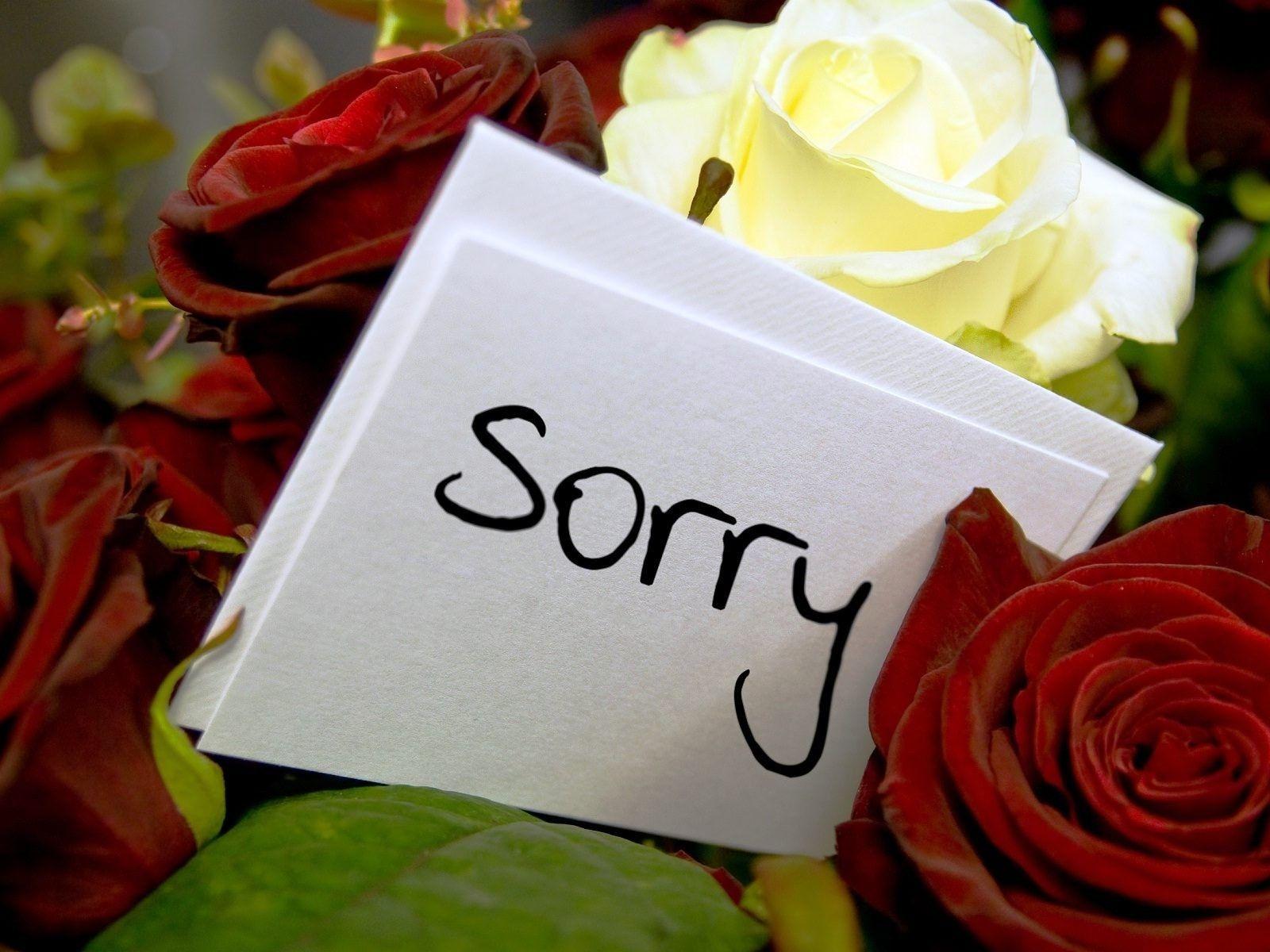 Sorry and I Love You Wallpaper