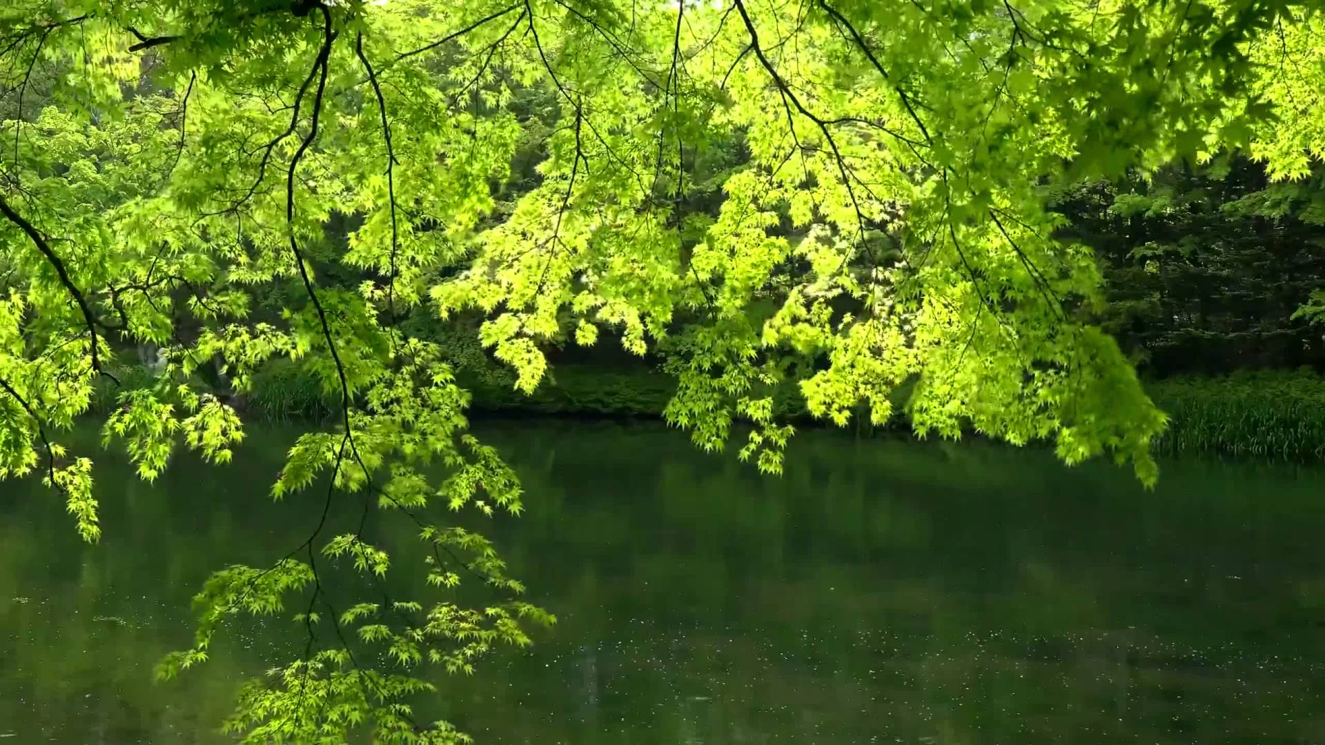 Amazing Nature 3 Background HD 1080p