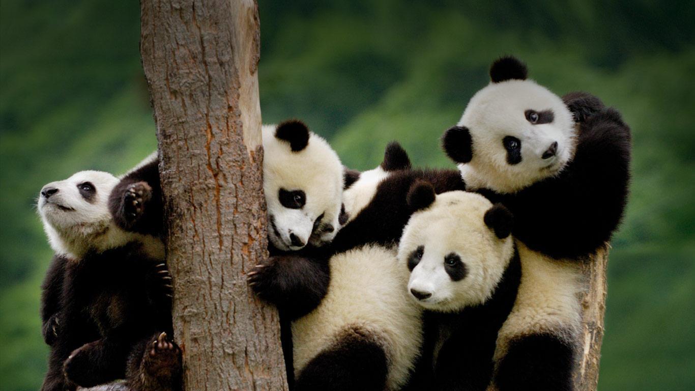 Cute Panda Wallpaper HD.com Best Wallpaper Collections