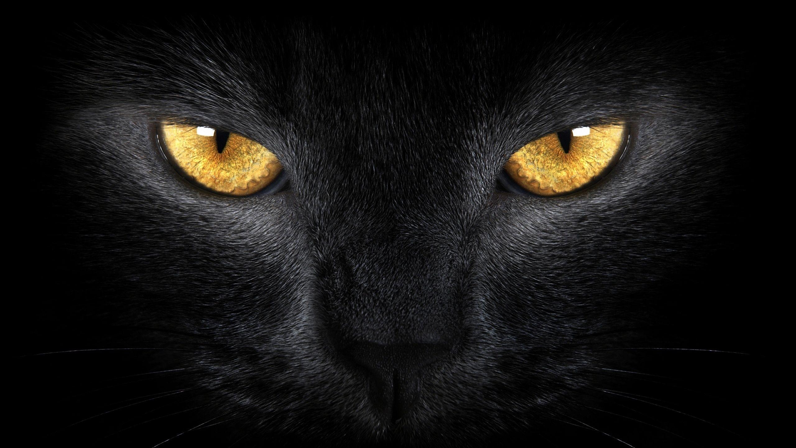 Black Cat With Orange Eyes Wallpaperx1440