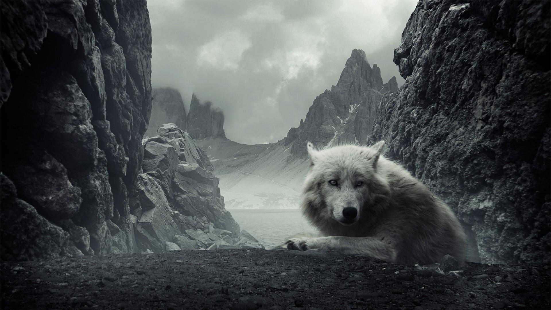 Black And White Wolf Wallpaper. Wallpaper Studio 10