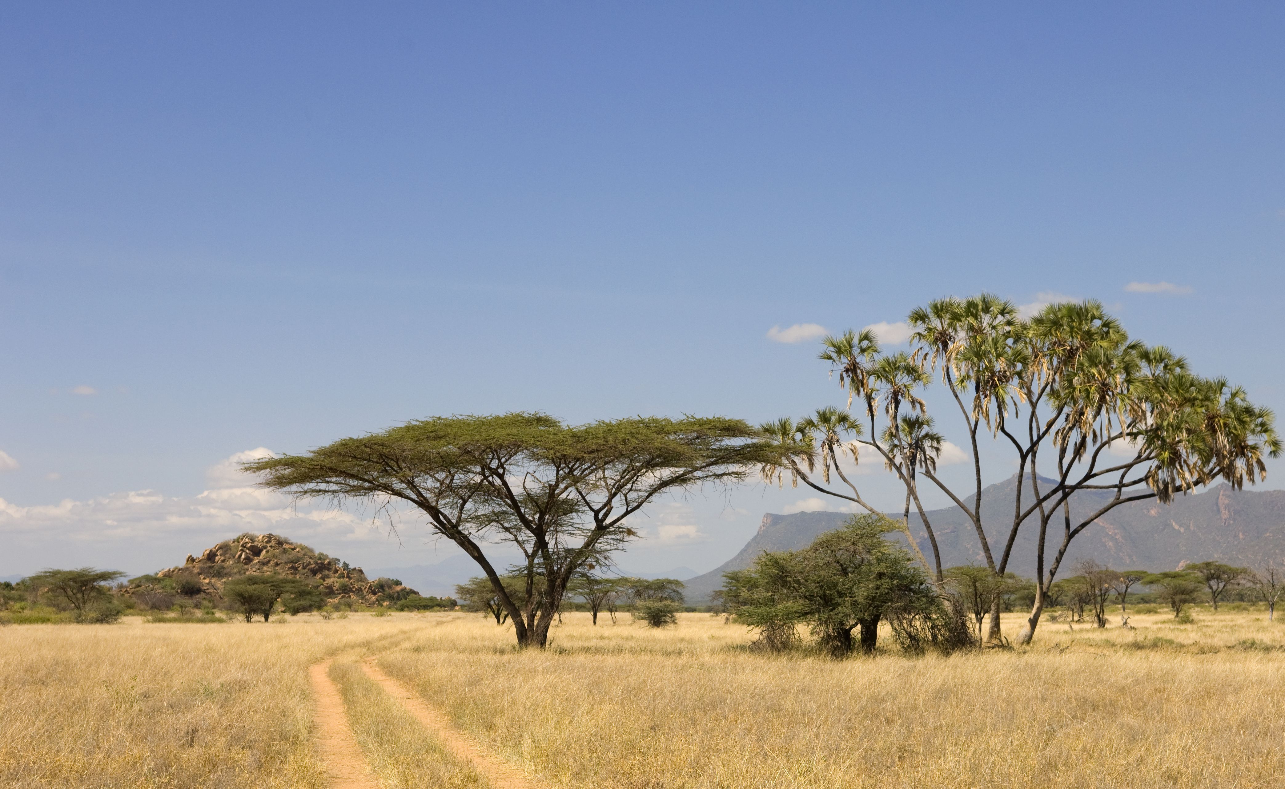 African Safari Landscape HD Desktop Wallpaper, Instagram photo