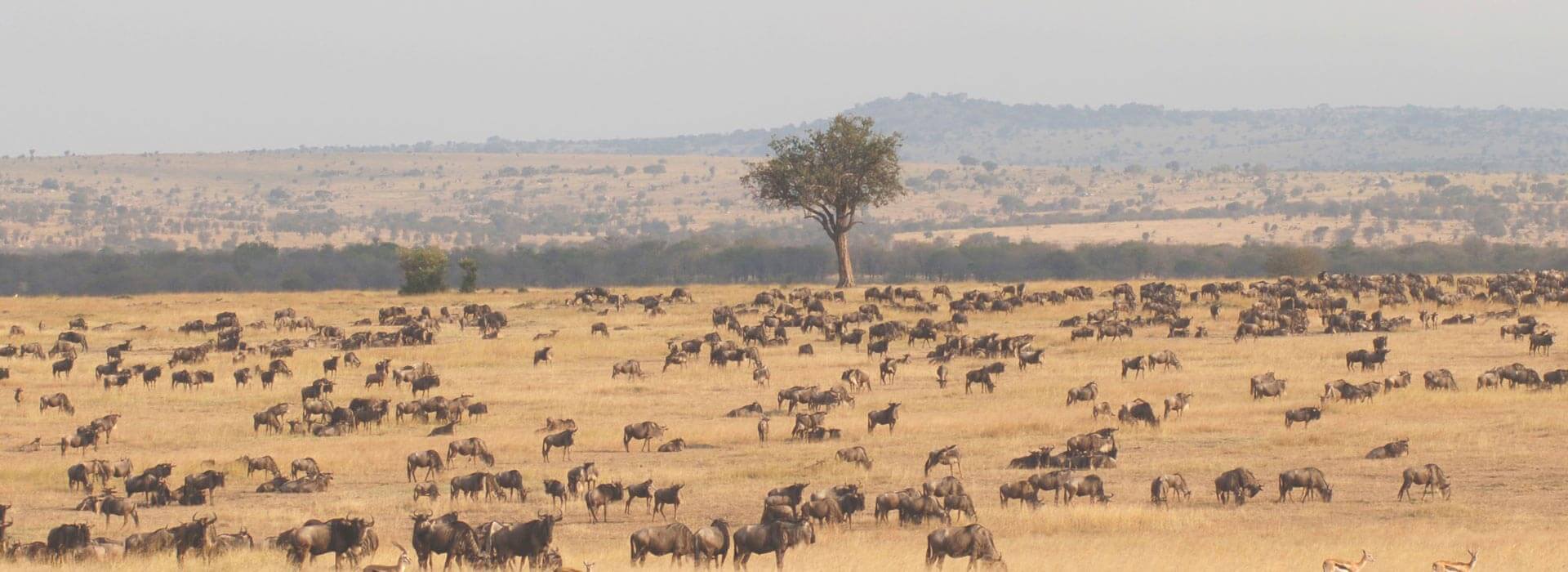 Safari Tanzania Background