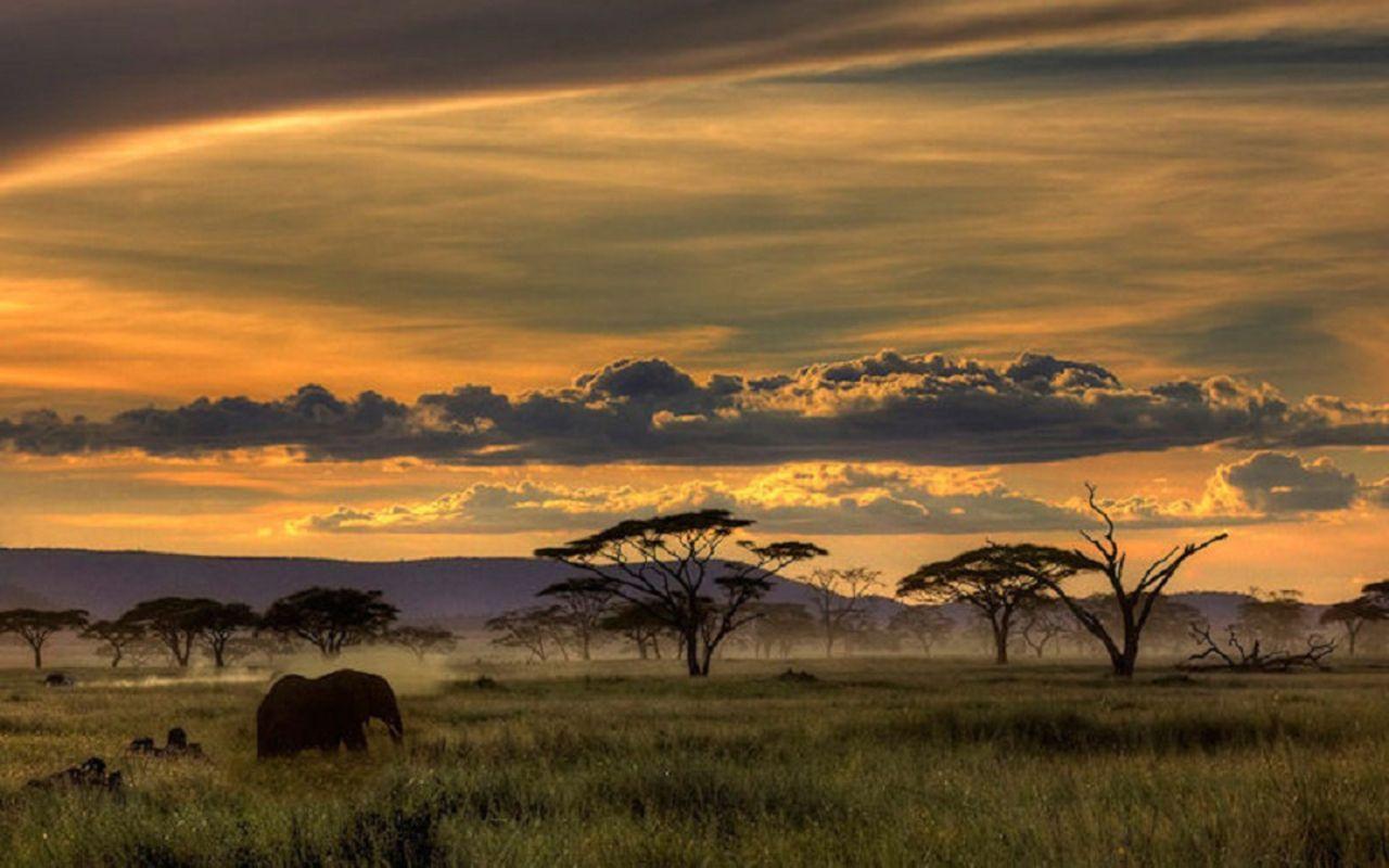 African Safari Background. African Safari Wallpaper Th