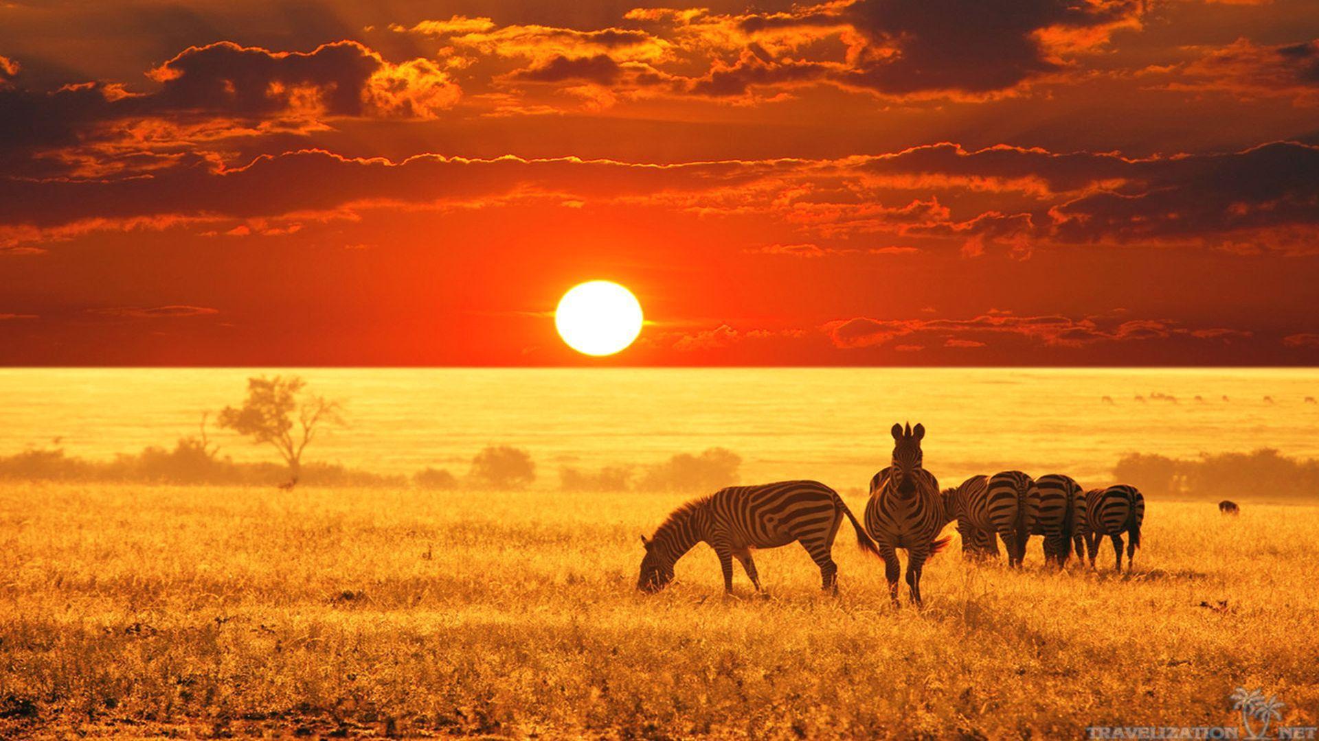 Safari HD Wallpaper, Background Image