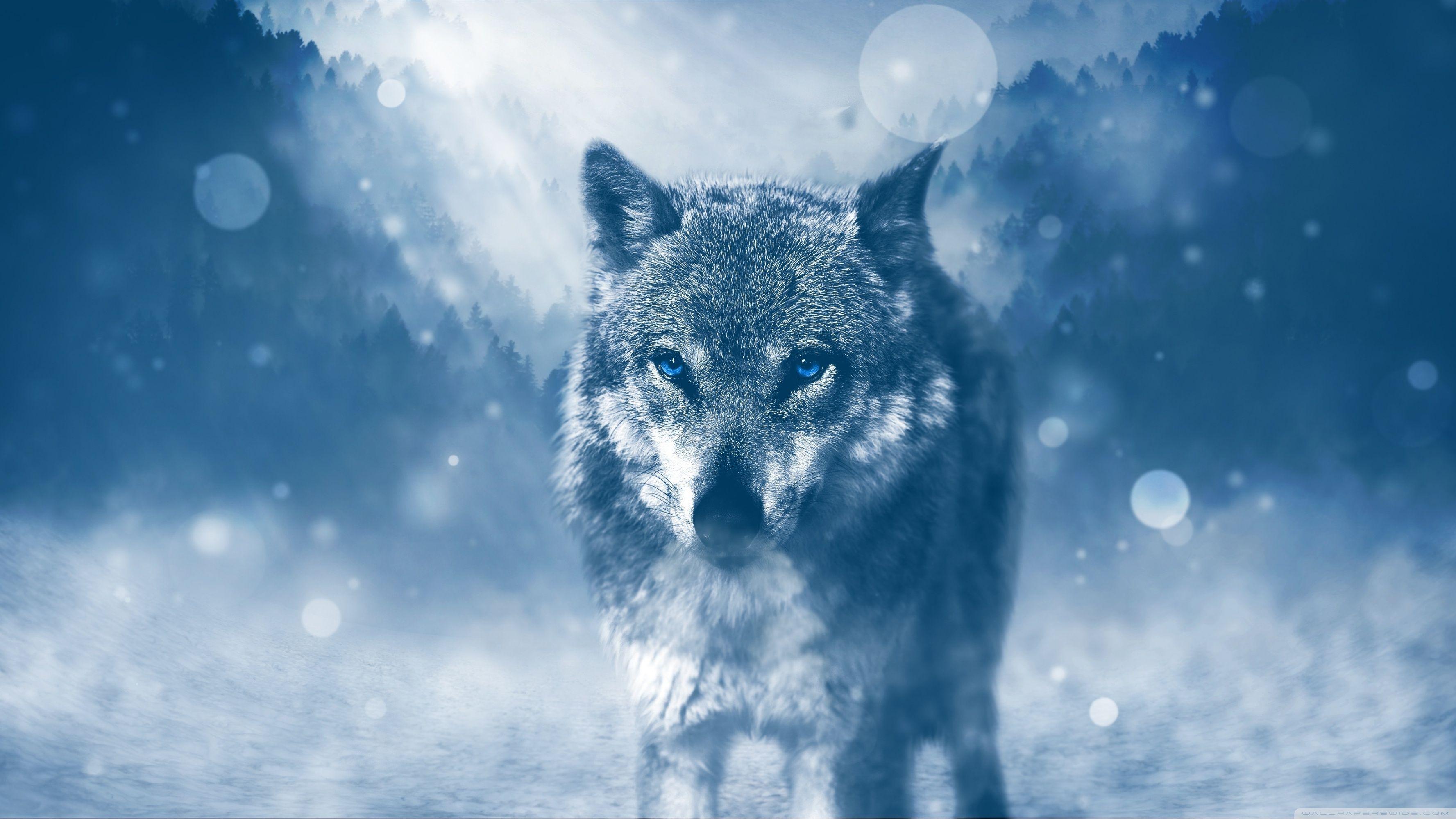 Wolf Winter Ultra HD Desktop Background Wallpaper for 4K UHD TV