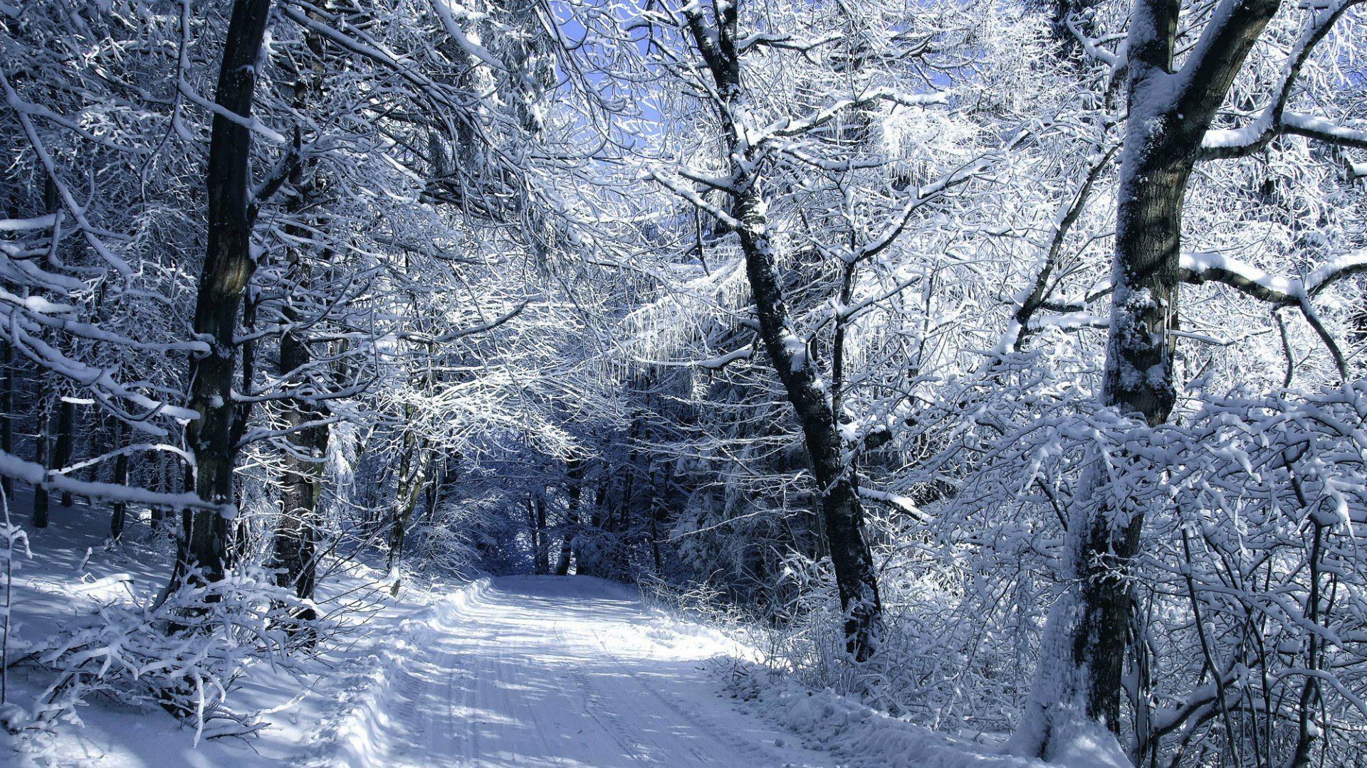 Snow in the woods Wallpaper
