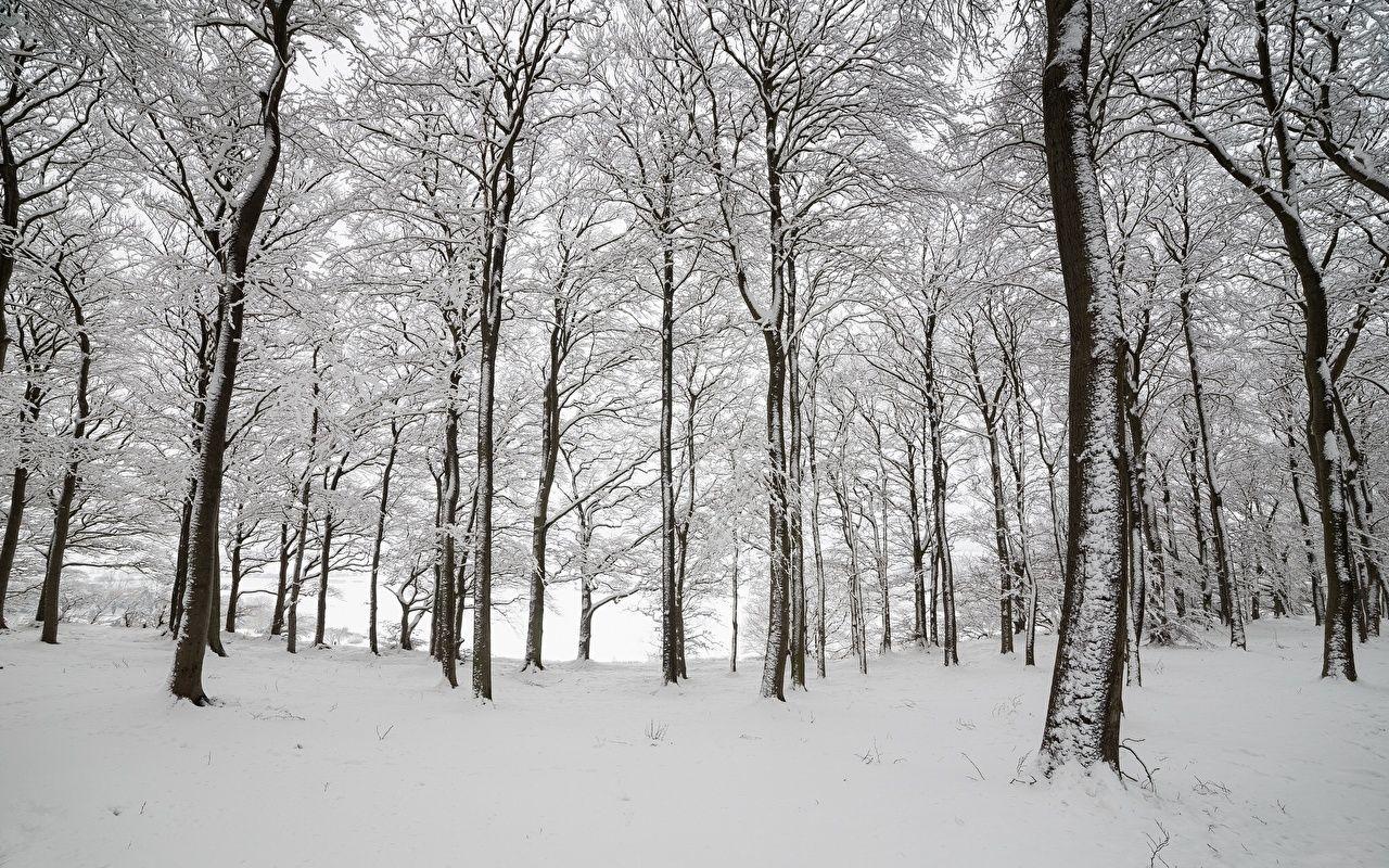 Picture England Nature Winter Snow Forests Trees Seasons