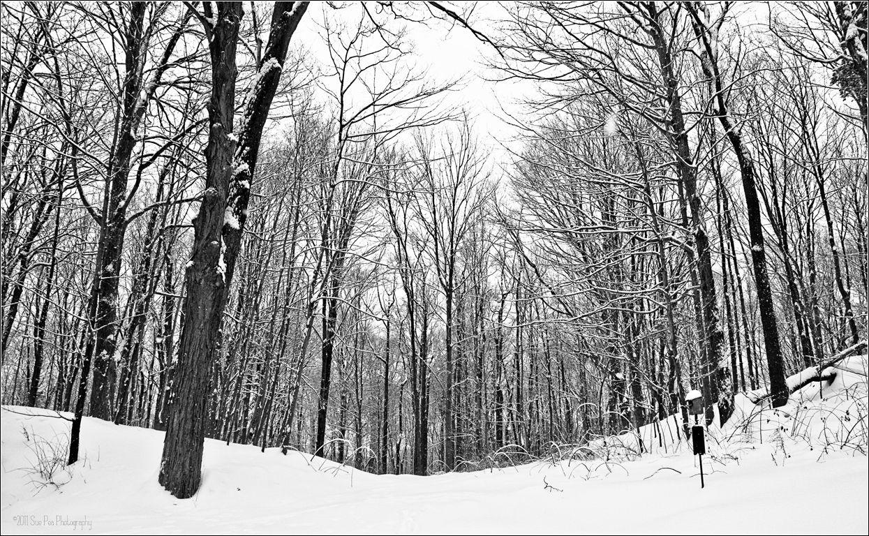 photo of the day (a walk in the snowy woods). Photobella's Project 365