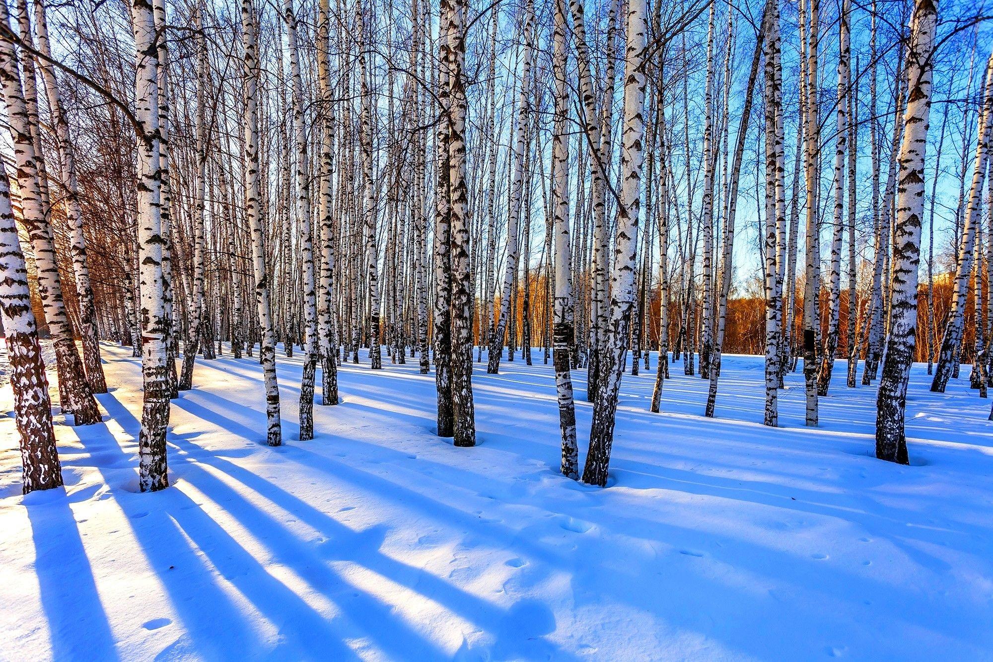 Winter: WINTER WOODS Nature Russia Trees Snow Birch Seasons HD