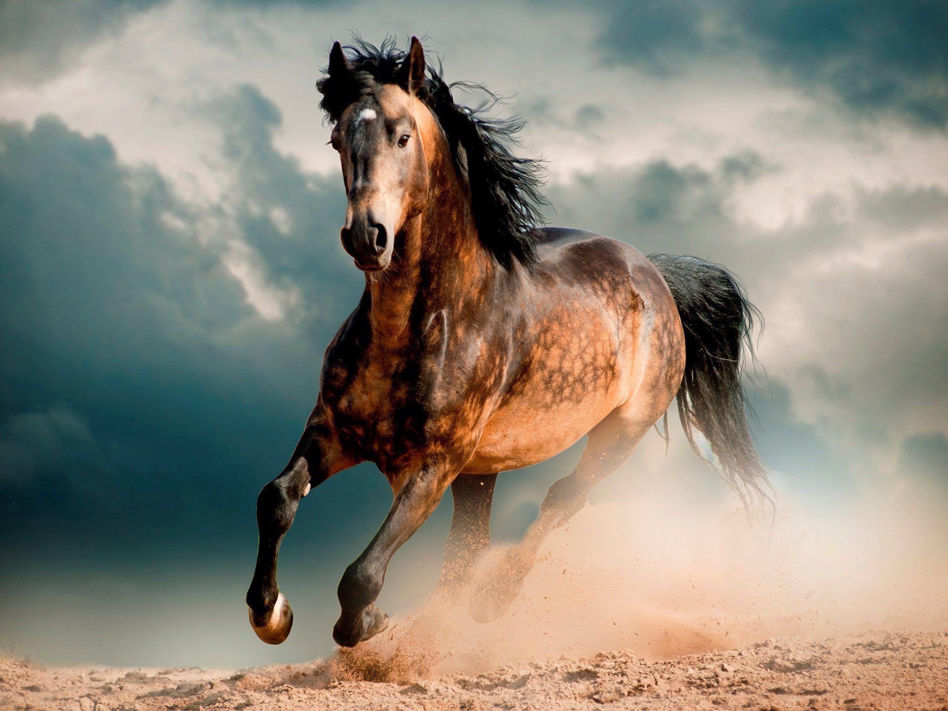 horse mustang desert canter HD wallpaper