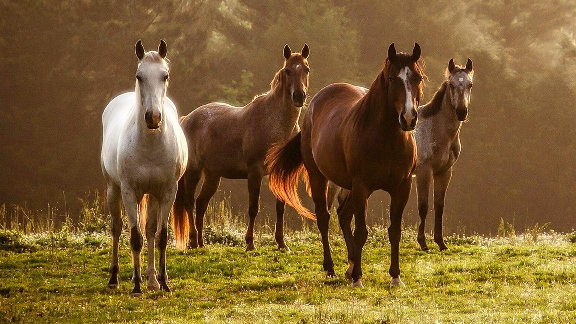 Mustang Horse Wallpaper