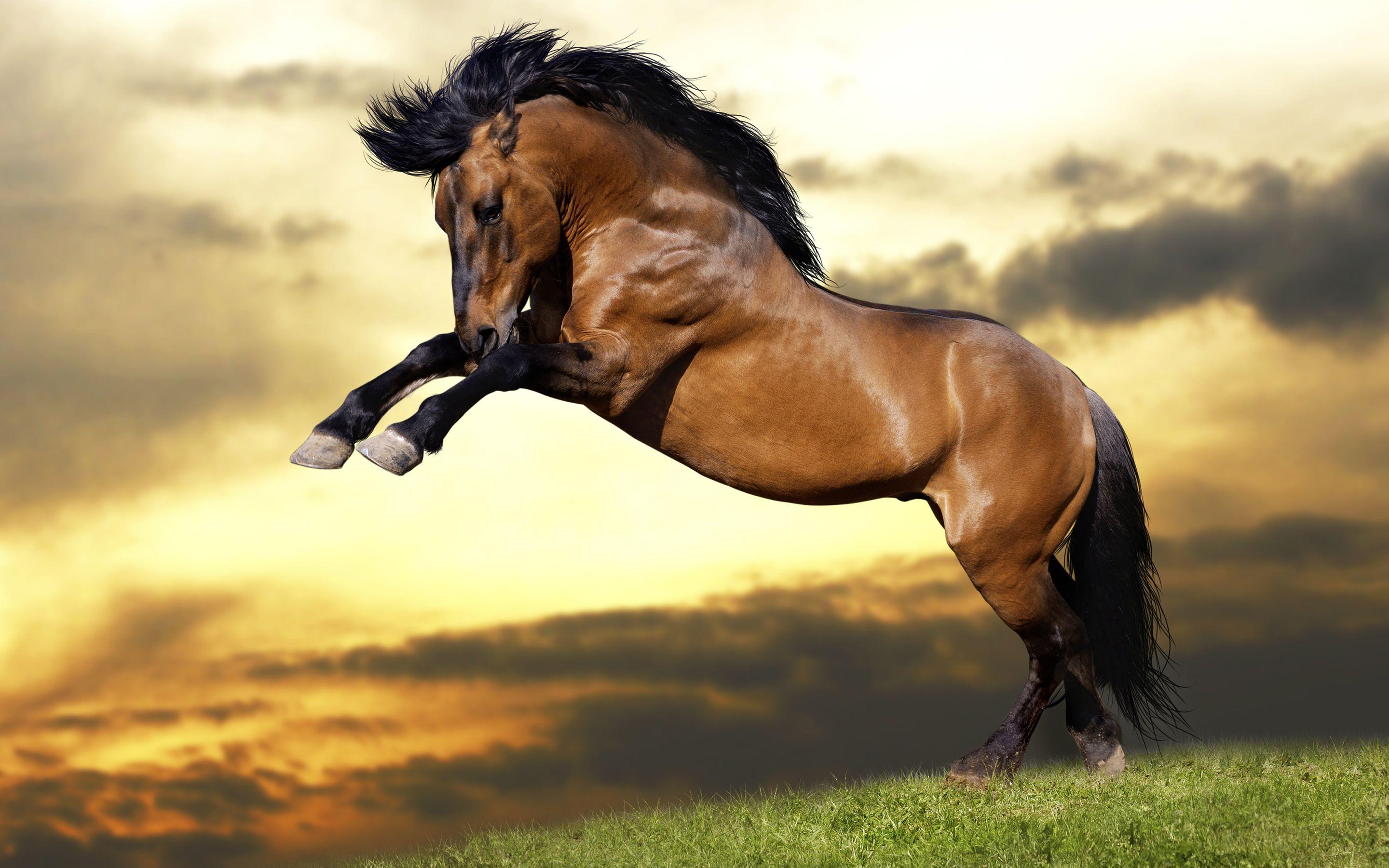 Wallpaper Jumping horse, Strong horse, HD, Animals