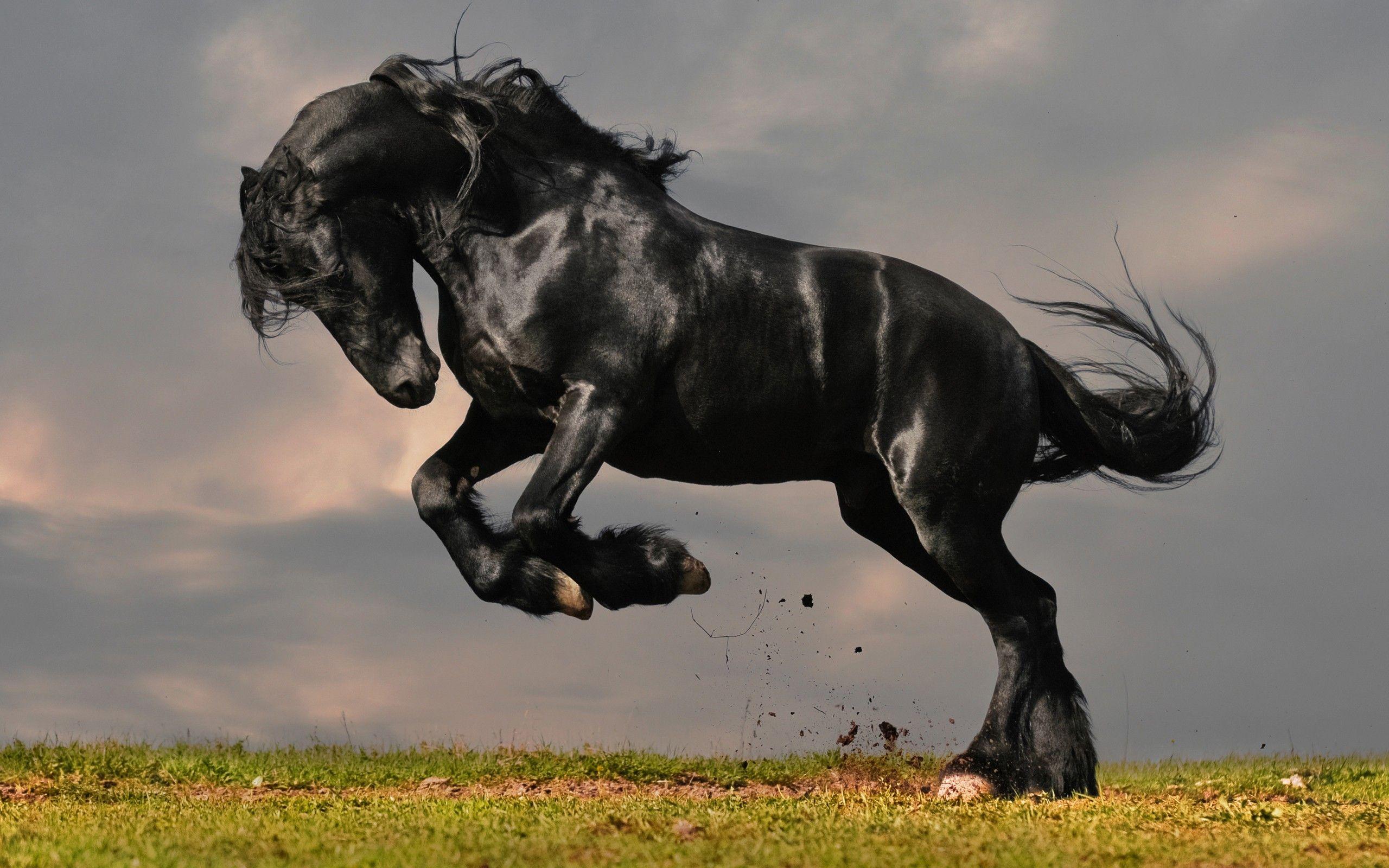 Horse: Mustang Theme Black Horse Wallpaper For Phone HD 16:9 High