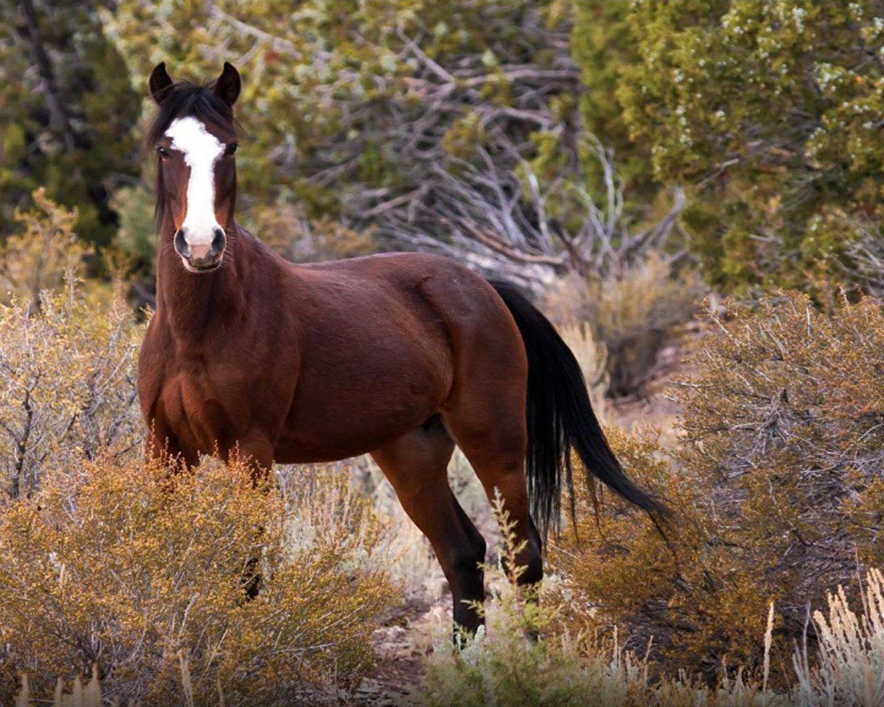 Mustang Wild Horse In Nature Originated By Spanish Mustangs Horses