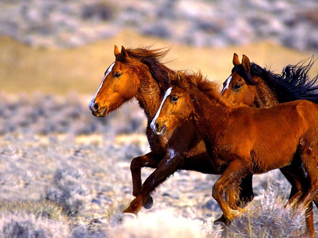 mustang wild horses. if you have any pics that you would like to