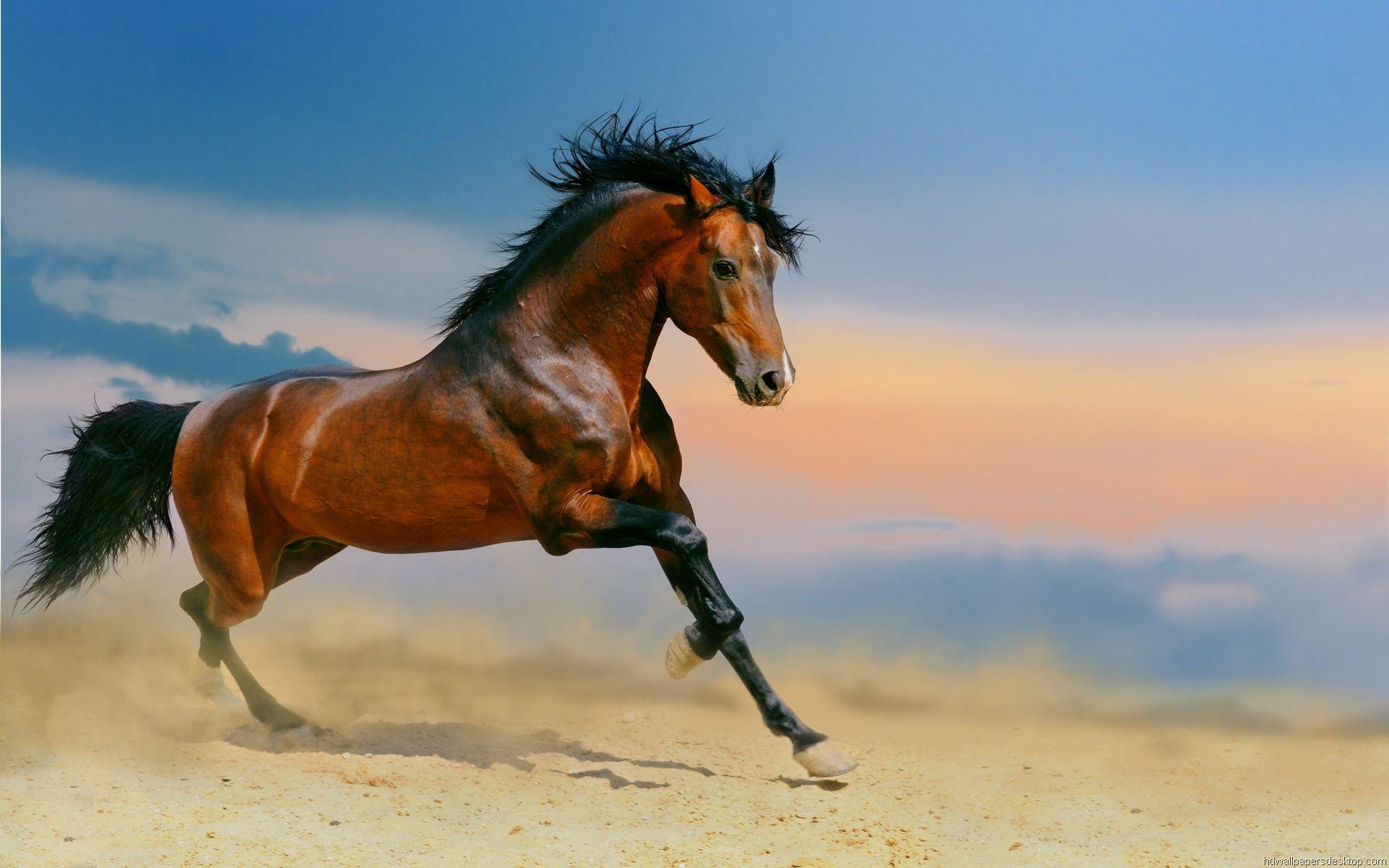 Mustang Horse Wallpaper
