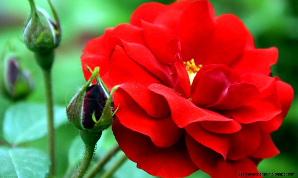 Download HD Flowers Wallpaper Free Desktop Incredible Rose Te Of