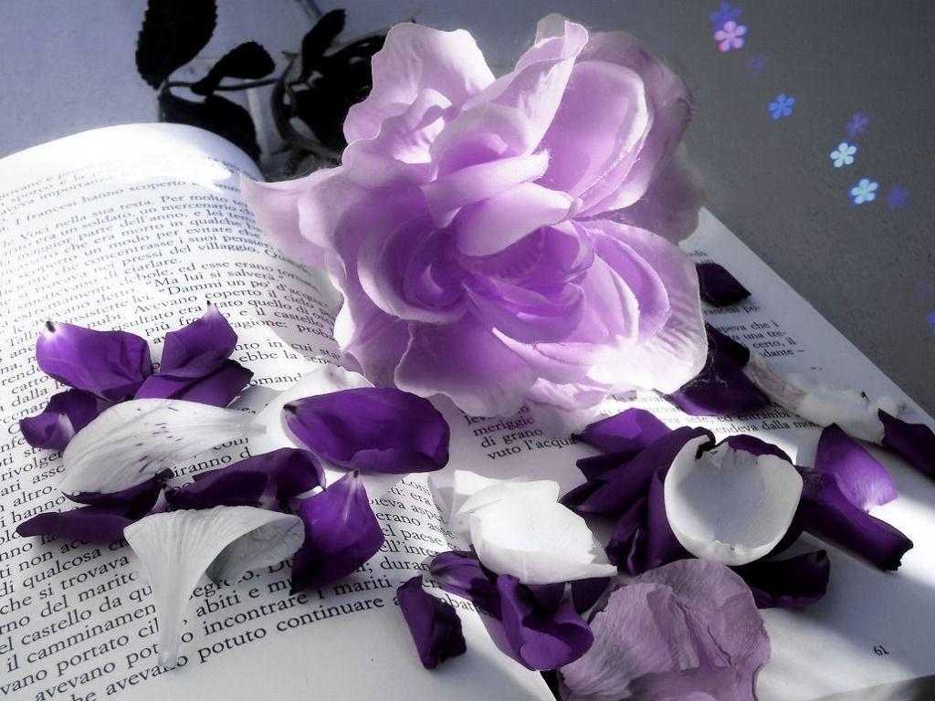 Violet Flowers Wallpaper HD Picture