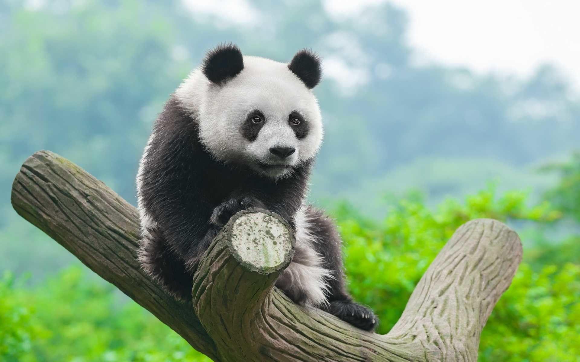 Panda HD Wallpaper