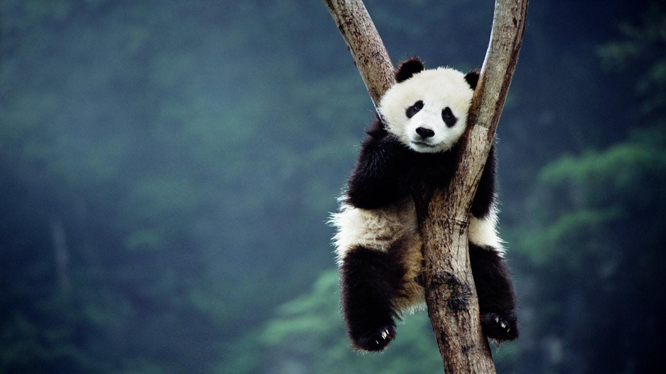 Panda Cubs HD Wallpaper, Background Image